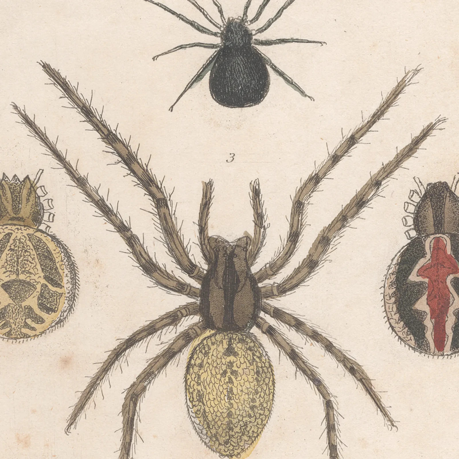 Cuvier Animal Kingdom antique engraving 1837 Insect print 9 Spider