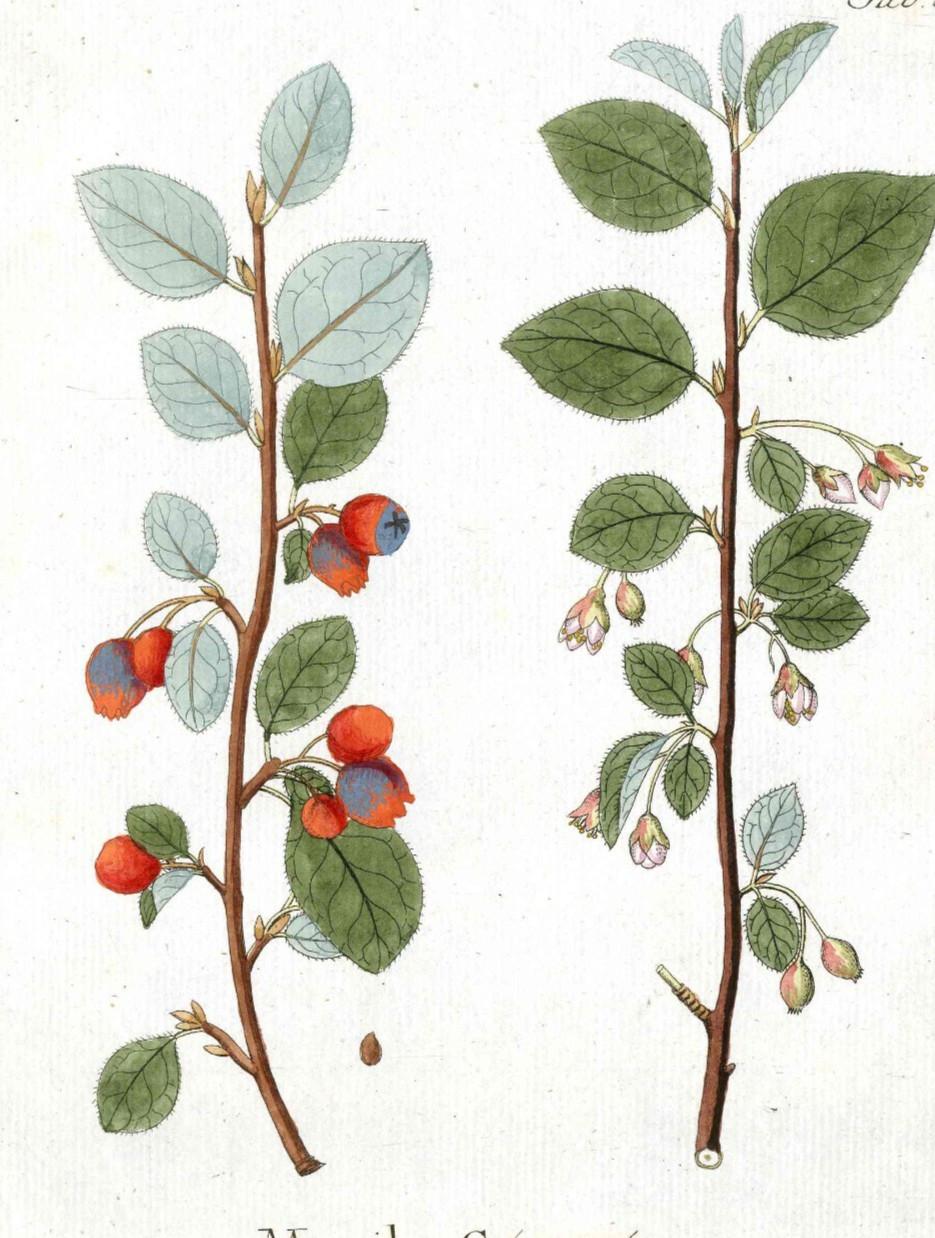1800 Vietz Icones Plantarum Red Berries, Medlar, Original 1st Edition Print