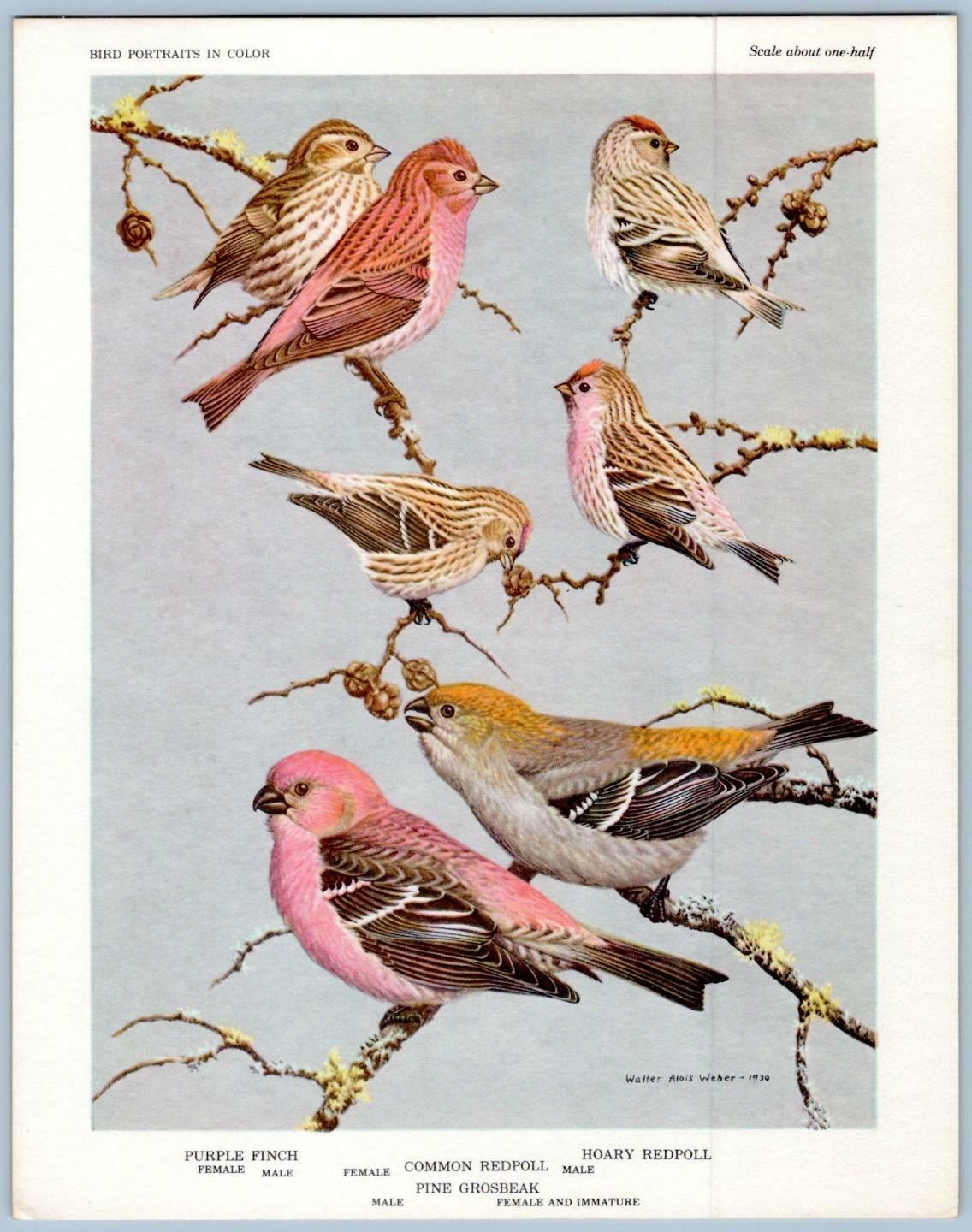 PURPLE FINCH*REDPOLIS*PINE*GROSBEAK*WALTER ALOIS WEBER*BIRD PORTRAIT ART 1960