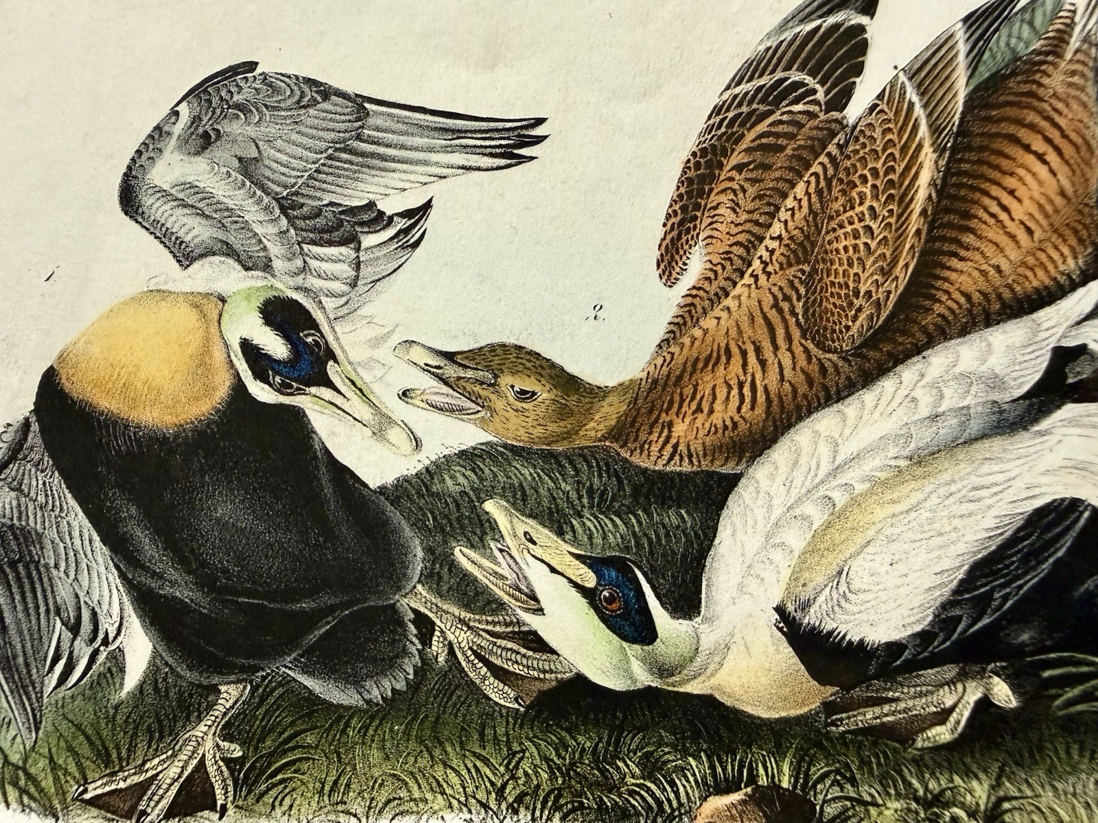 Audubon Octavo 1st Edition Bird Art – EIDER DUCK (pair), c1840’s