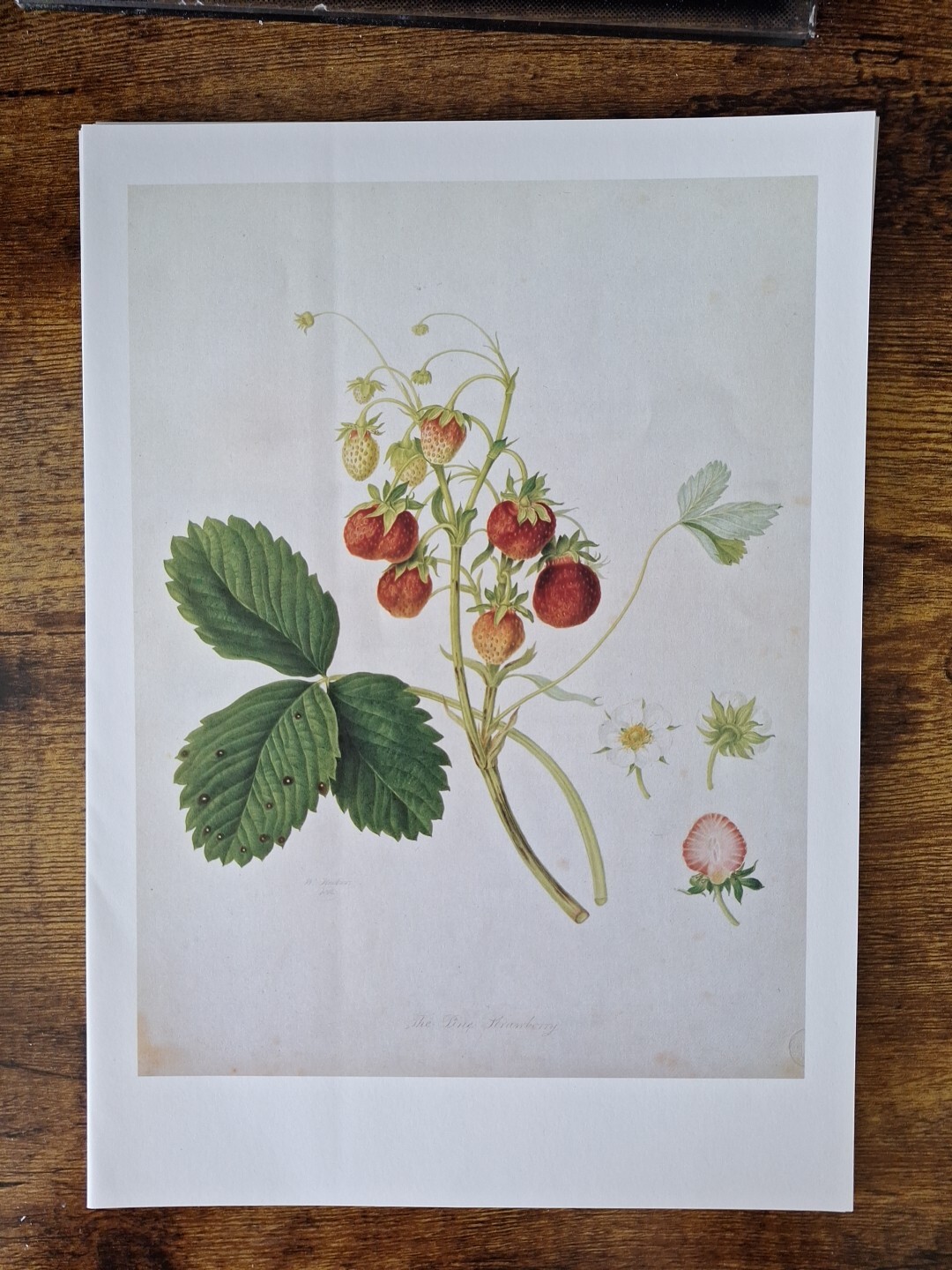 Vintage Kitchen Fruit Prints, Book Plates, Illustration Art