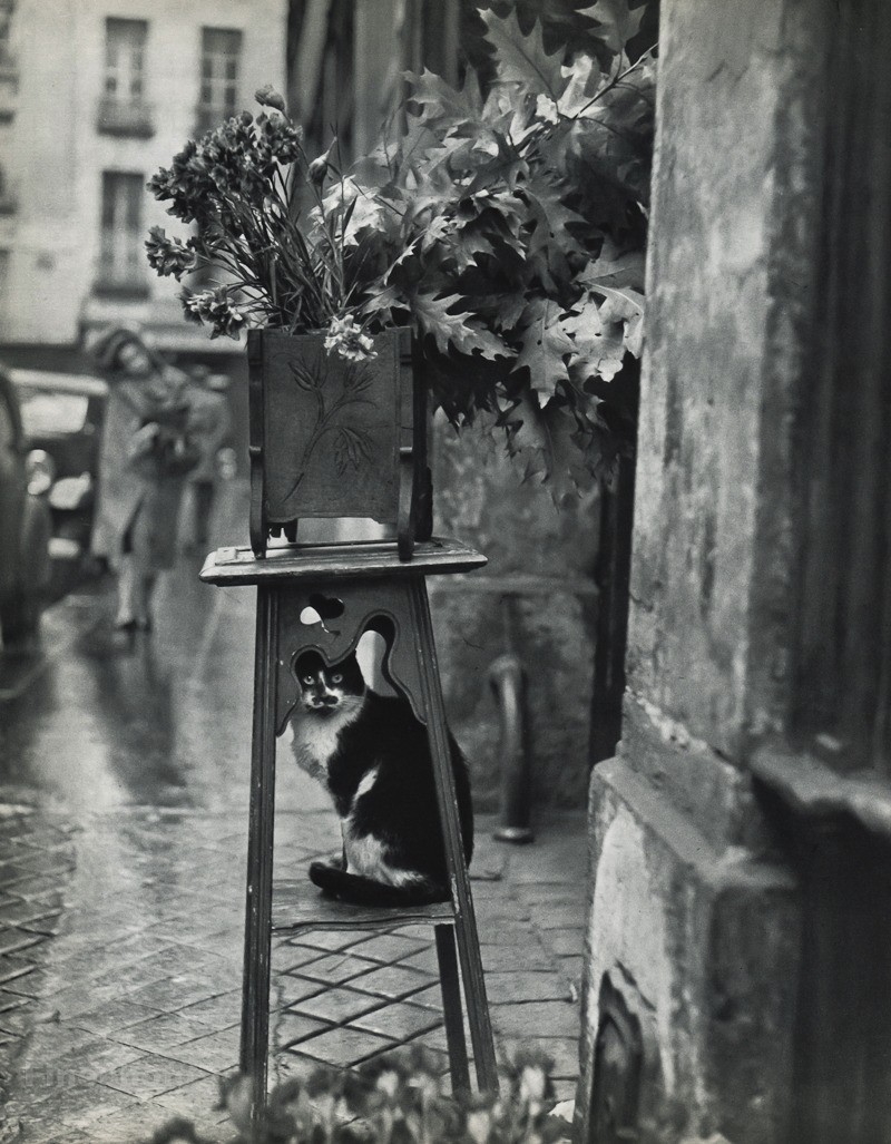 1955 Vintage ROBERT DOISNEAU Florist Cat Paris Street Garden Shop Photo Gravure