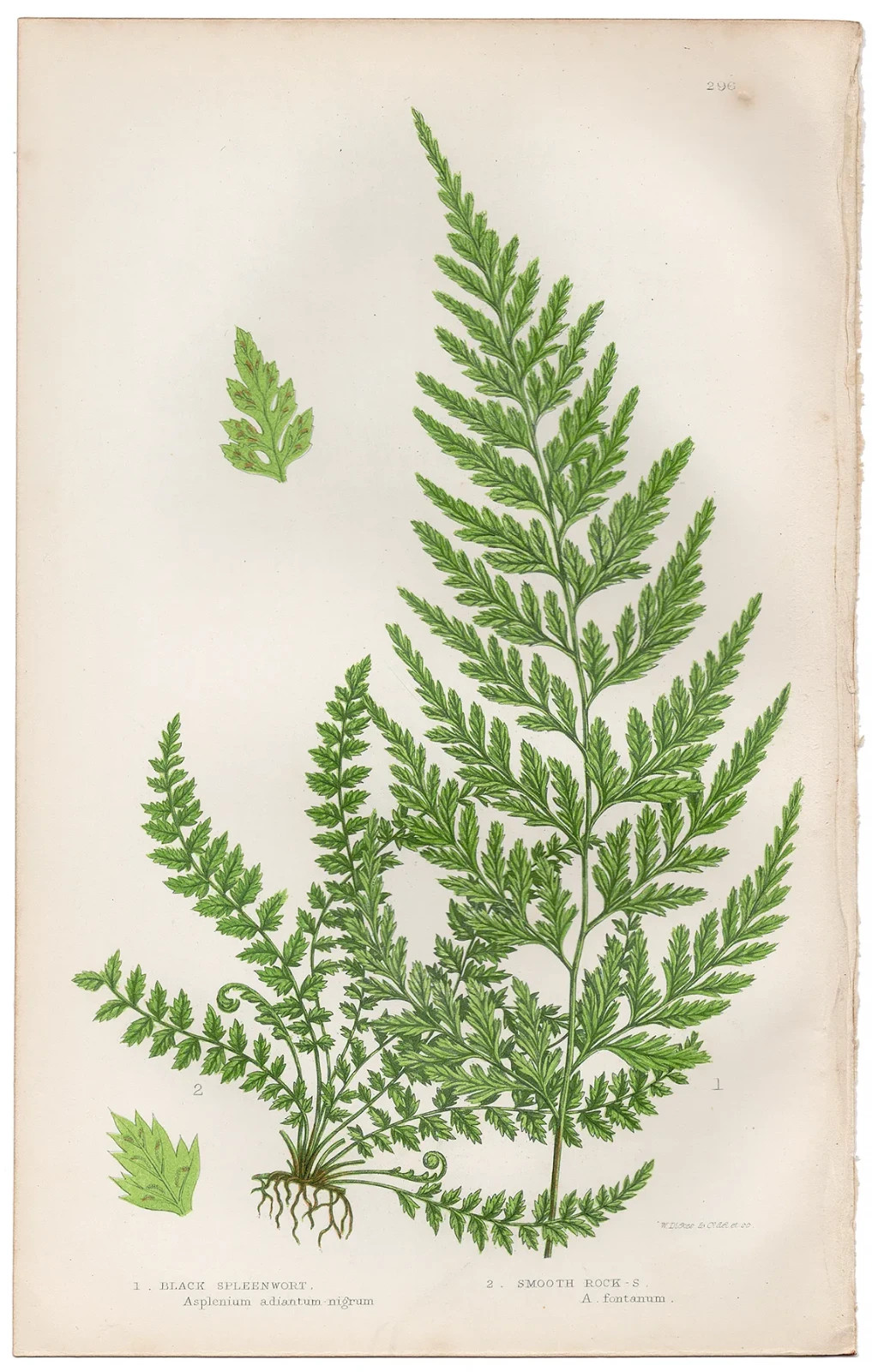 Antique 1860 Anne Pratt botanical print Flowering Plants 296 Spleenwort