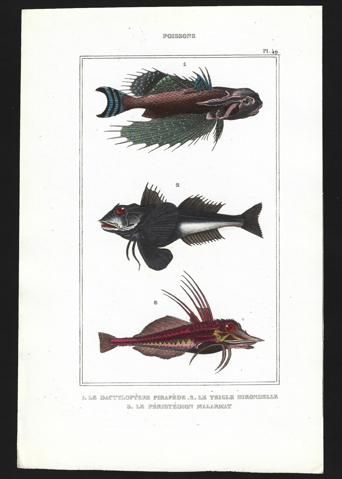 1800’s HAND COLORED FISH PRINT Antique Natural History Maritime Engraving pl.49
