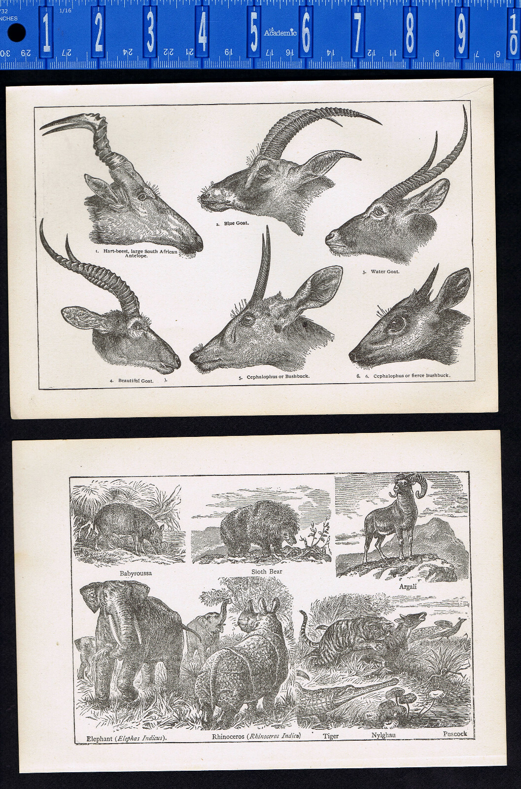 WOLFS-TURKEY-GAZELLE-BIRDS-ANTELOPES-TIGER-ELEPHANT-GOATS-1899 Illustrations