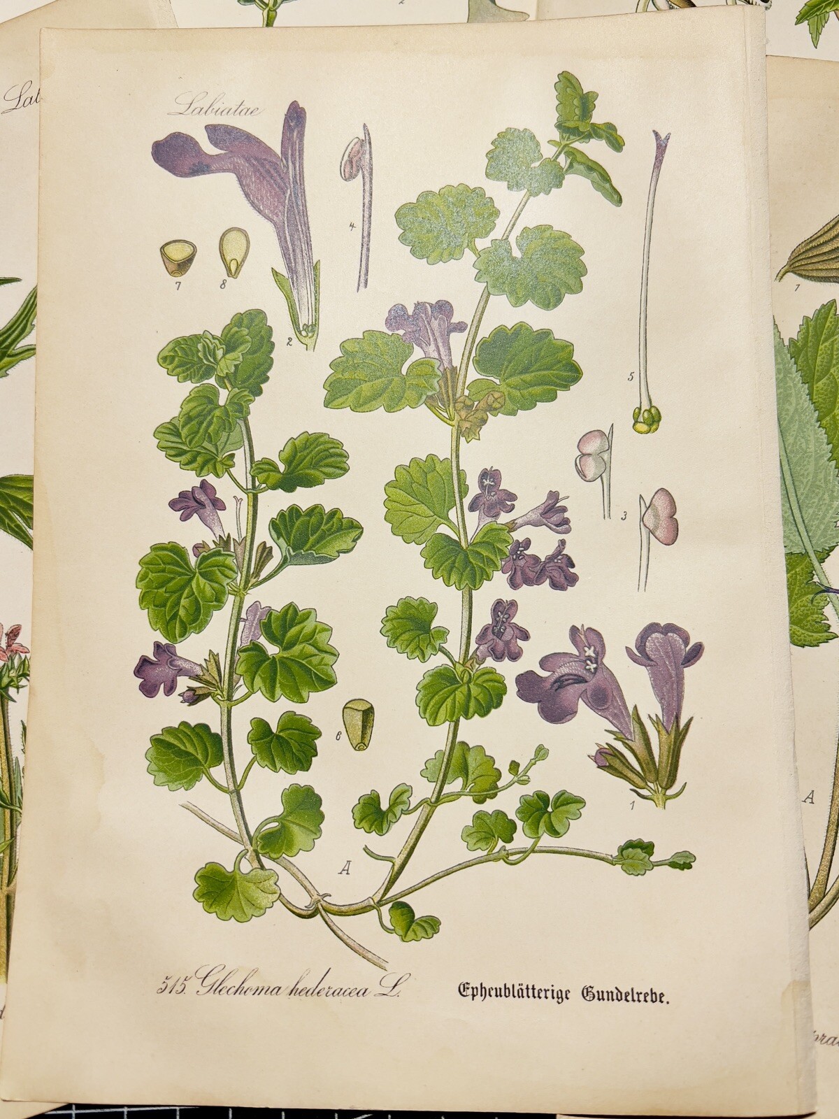 Set of 3 Antique Botanical Illustration 1886 Chromolithograph Vintage