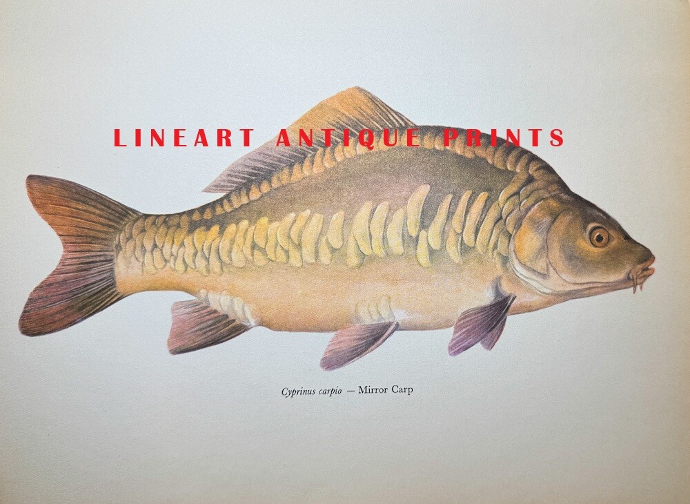 MIRROR CARP ~ Antique 1960s Freshwater Sport Game Fishing Fisherman Art Print