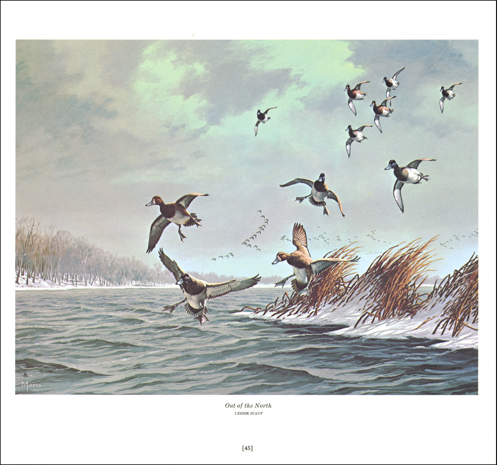 1978 Vintage Print LESSER SCAUP Duck Bird North Waterfowl Ducks David Maass
