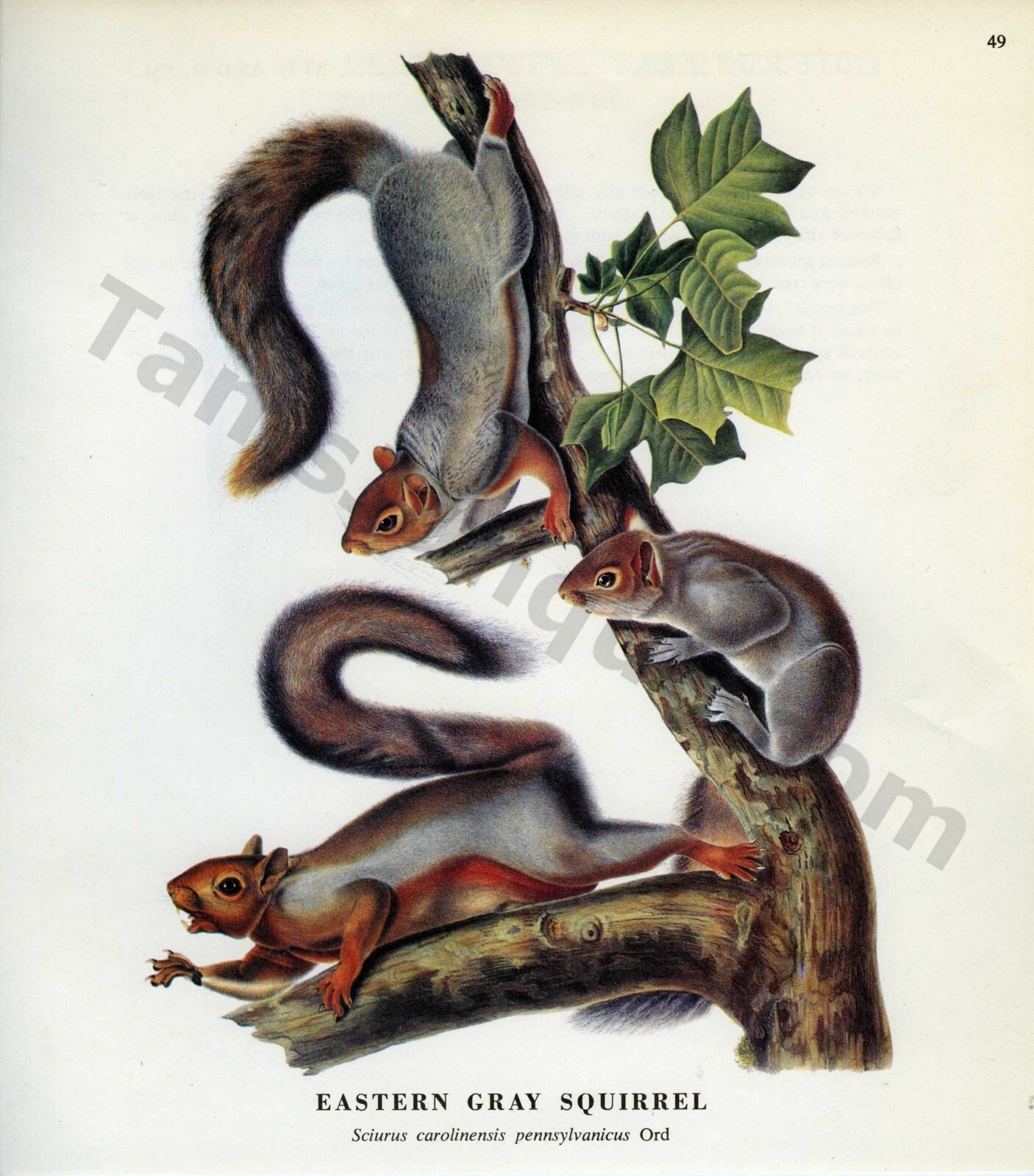 1968 John James & Woodhouse Audubon EASTERN GRAY SQUIRREL Book Page Art (1481)