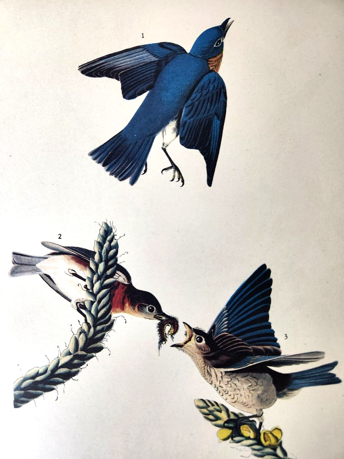 Bluebird 1942 Lithograph Book Print John James Audubon White Crowned Sparrow