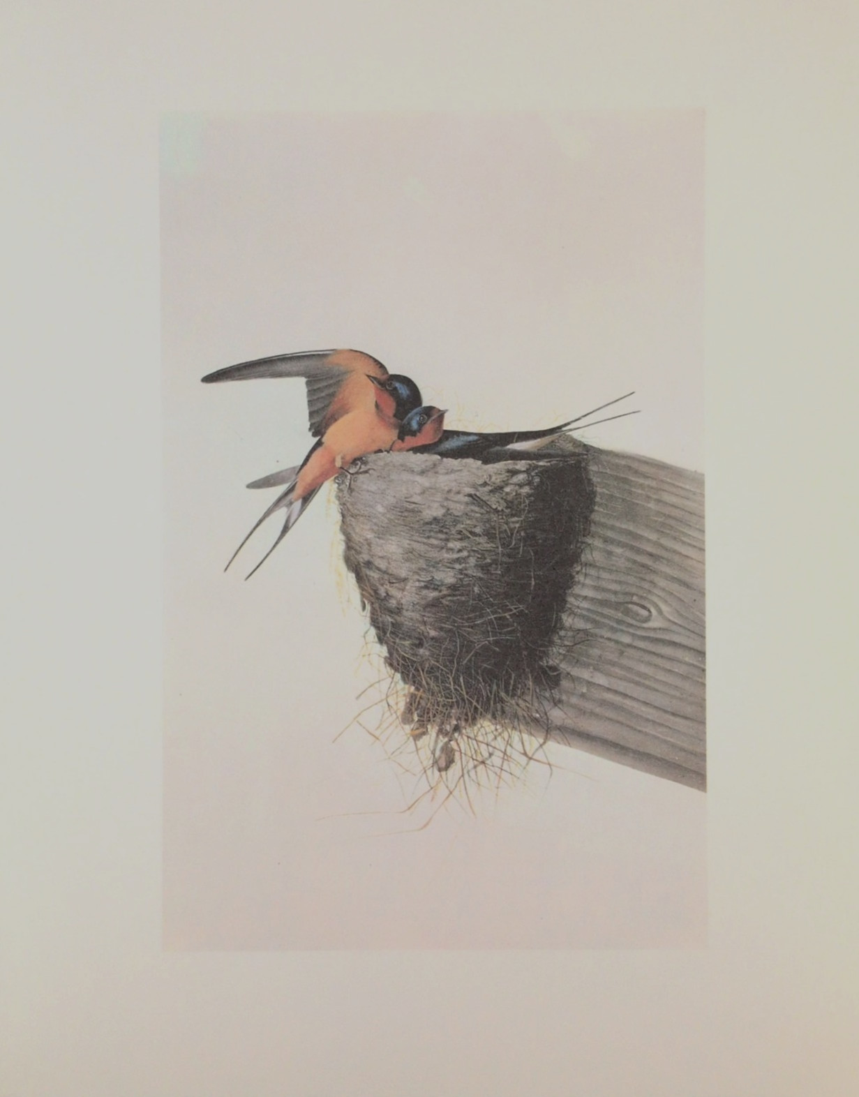 Vtg Barn Swallow Bird Nest Wall Art Nature Ornithology Art Print Bookplate 117