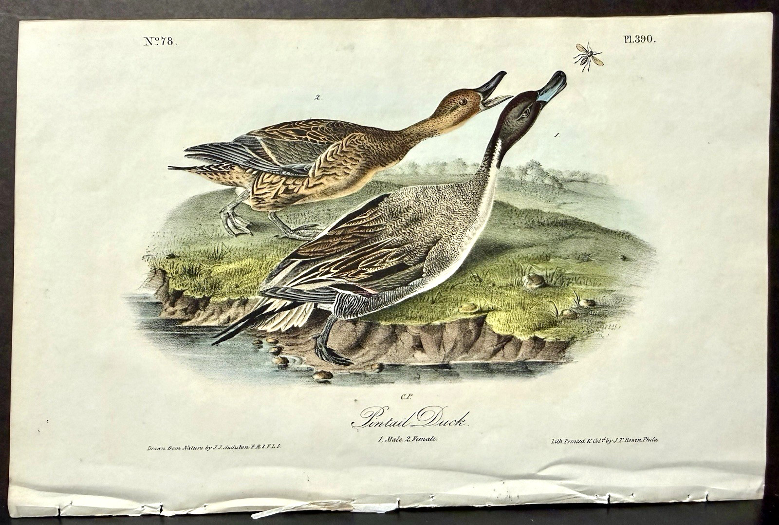 Audubon Octavo 1st Edition Bird Art – PINTAIL DUCK (pair), c1840’s