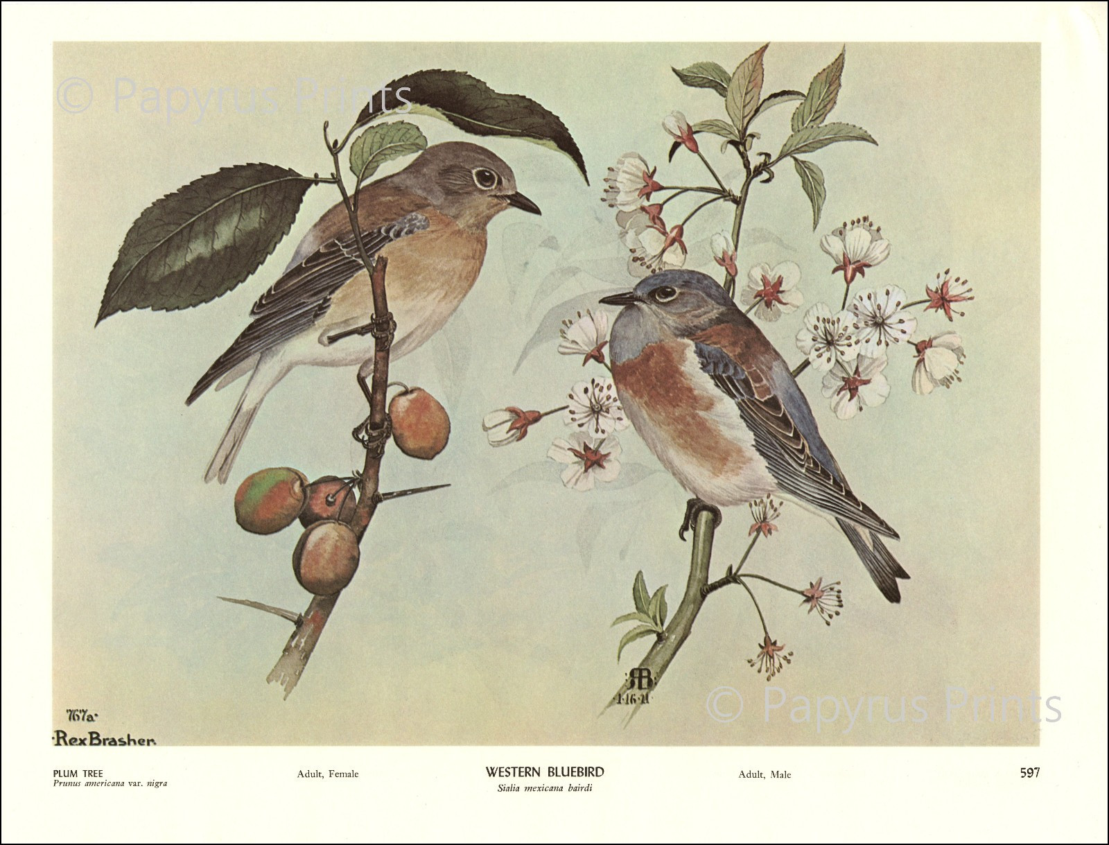 1968 Vintage Print Western Bluebird Bird Plum Tree Illustration Image by Brasher