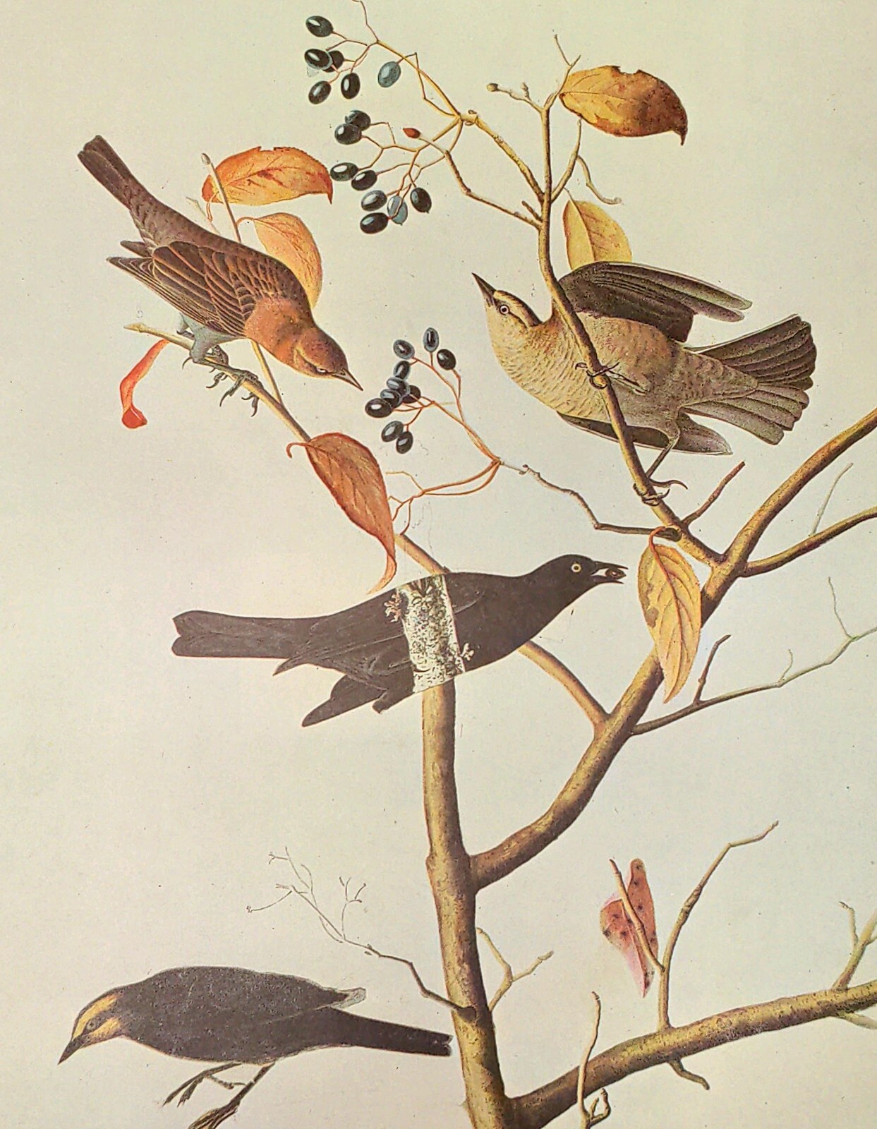 John James Audubon Birds RUSTY BLACKBIRD Vintage Art Book Plate 177
