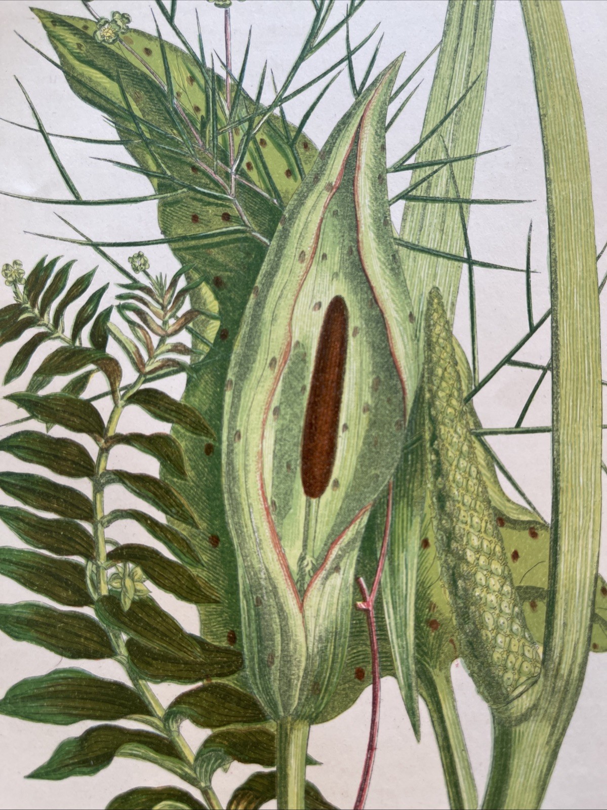 Antique 1900 Sweet Sedge Botanical Print Grass Natural History Color Green Brown