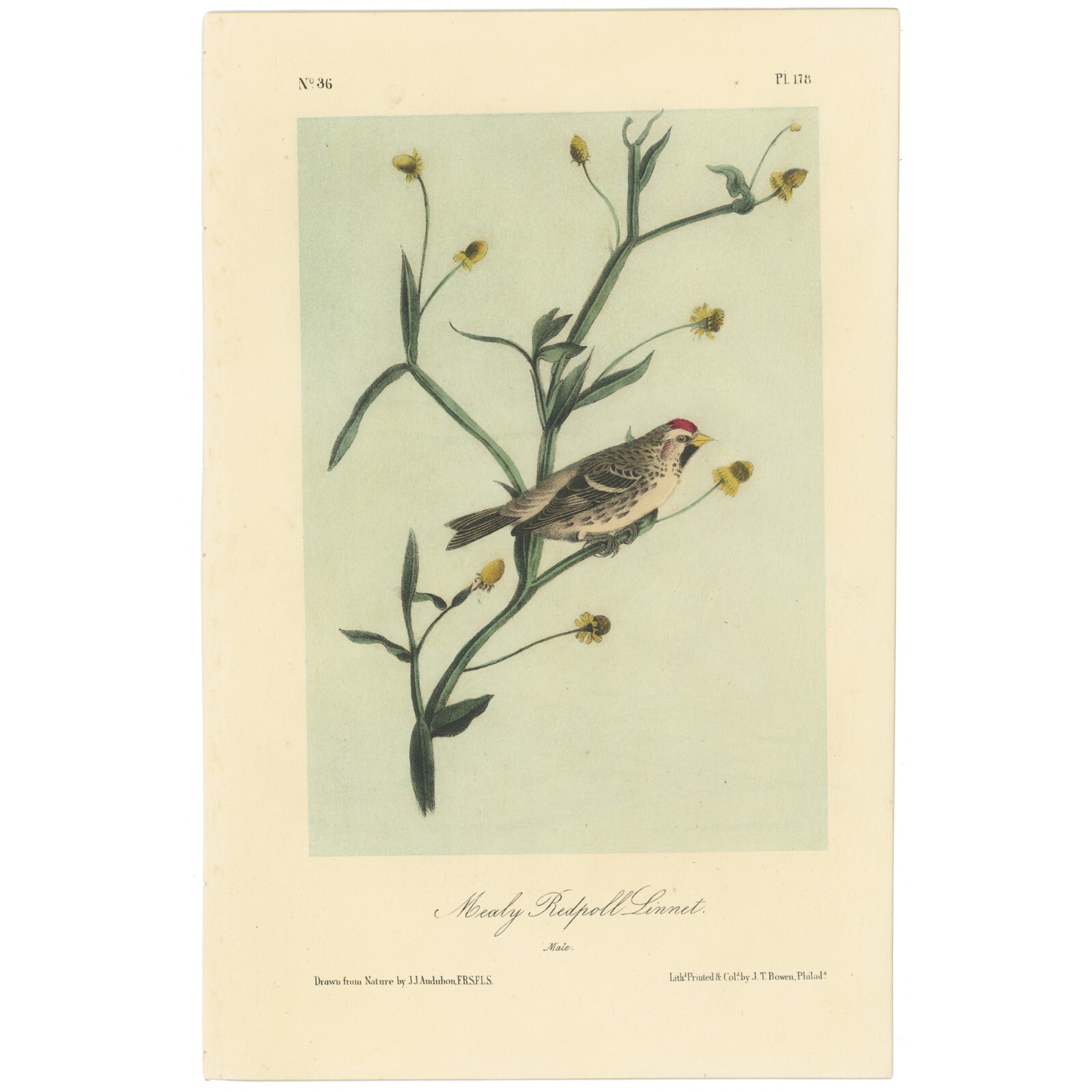 Audubon Birds Octavo 2nd Ed 1856 h/c lithograph Pl 178 Mealy Redpoll Linnet