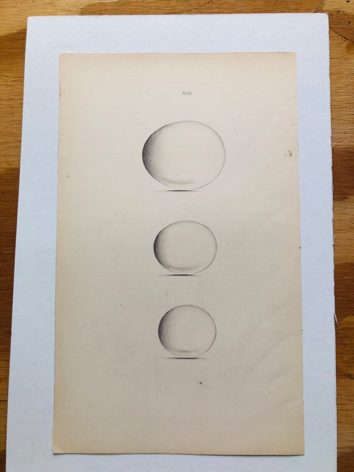 Antique Print Lithograph Hand Colored 5.25 x 8.75″ BIRD EGGS c.1875