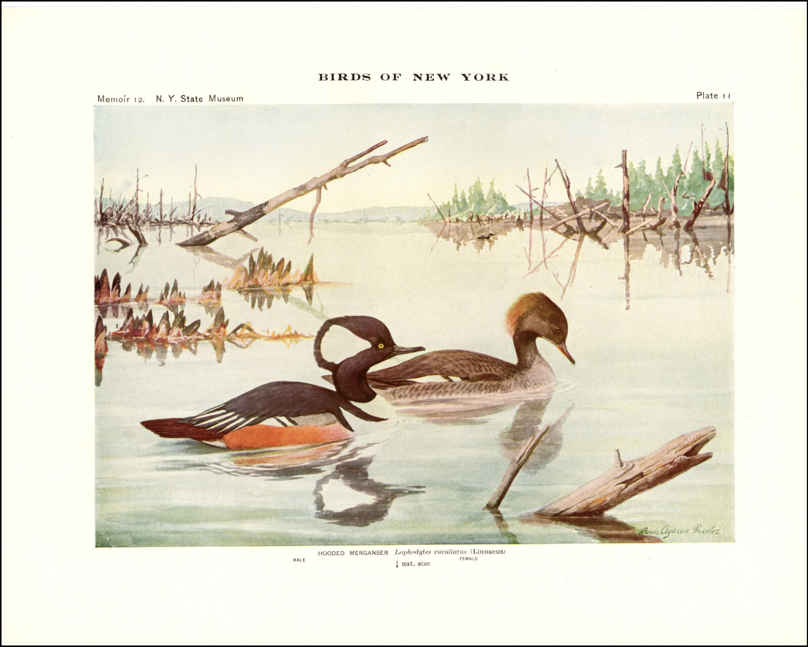 1914 Vintage Print Hooded Merganser Duck Ducks New York Bird Birds Fuertes