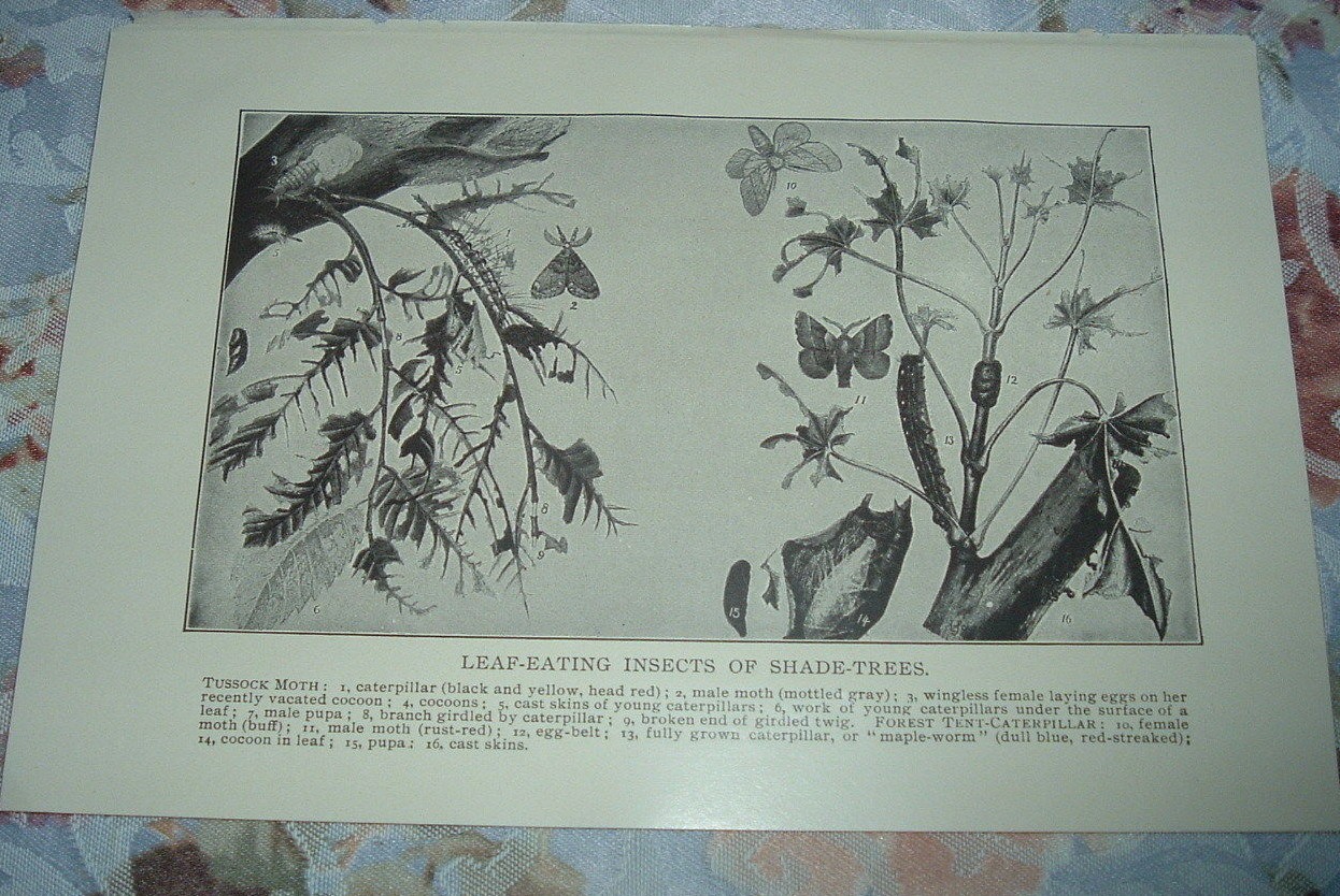 1919 LEAF-EATING INSECTS OF SHADE TREES Caterpillar Moth Cocoons Pupa Print
