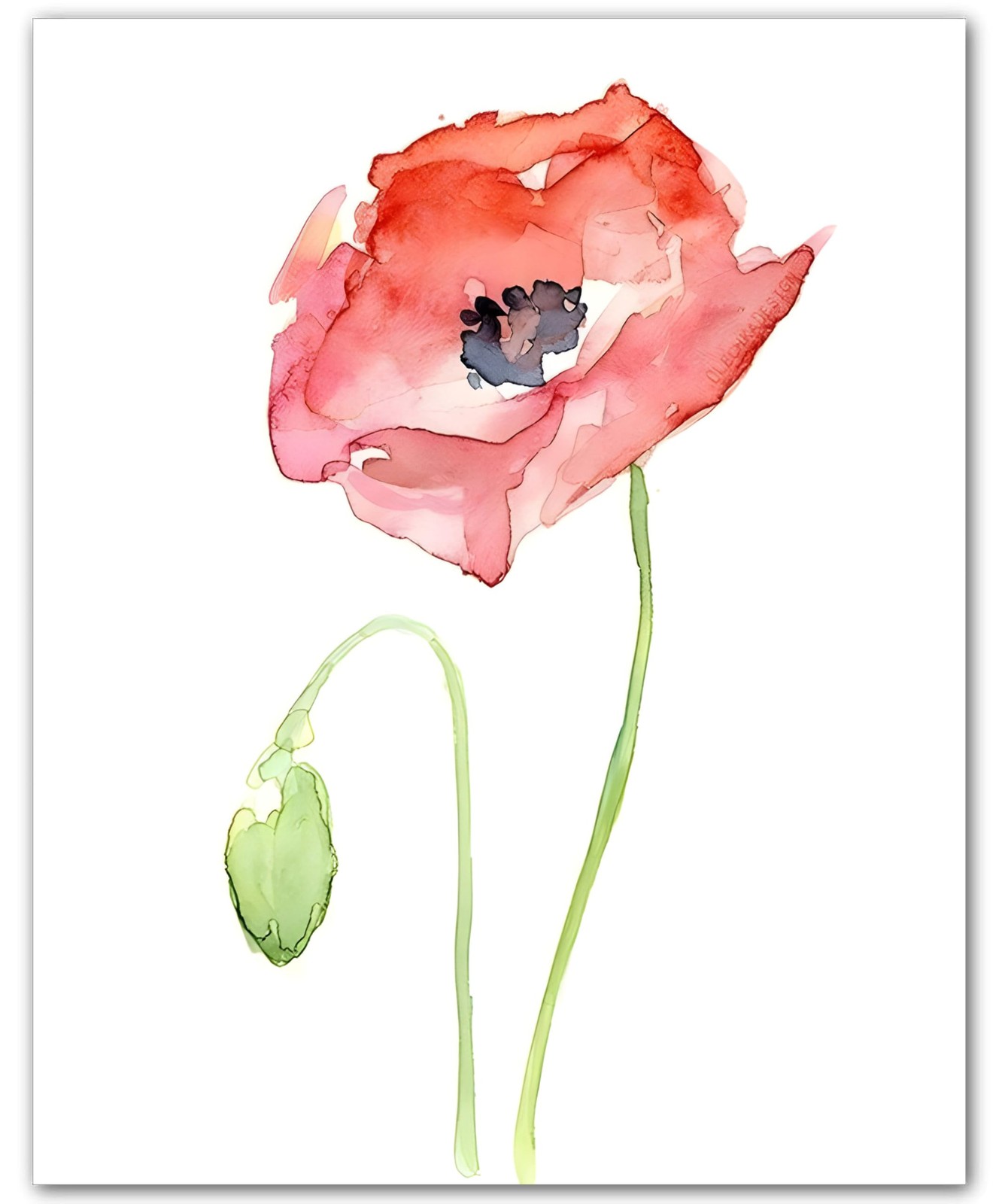 Botanical Blush Red Poppy Stem Pink Red Flower 8×10 Floral Print Wall Art Poster