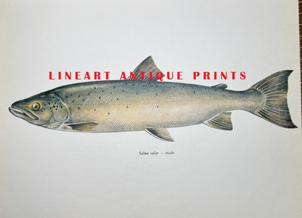 ATLANTIC SALMON ~ Antique 1960s Saltwater Sport Game Fishing Fisherman Art Print
