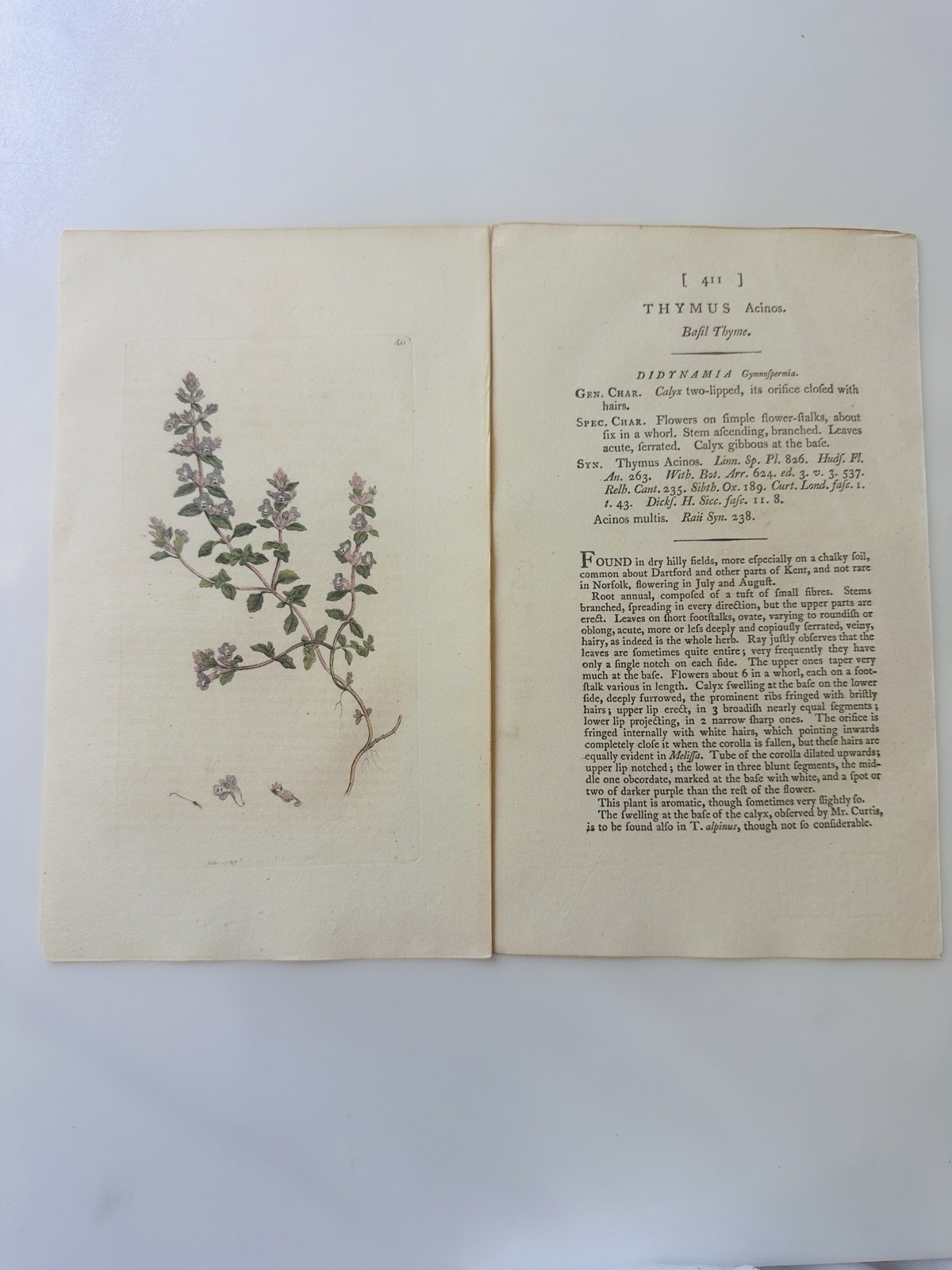 Sowerby 1797 Thymus Acinos Botanical Hand Colored Plate 411 Print