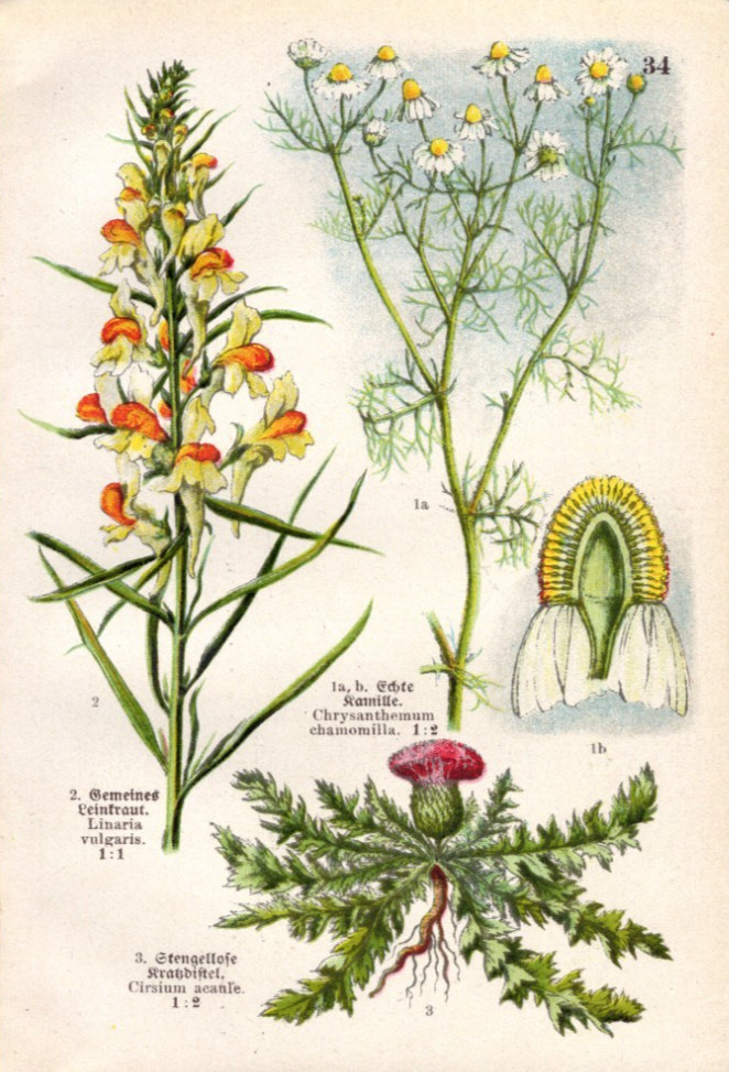1923 Tiny Botanical Chromolithographic Print Chamomile, etc