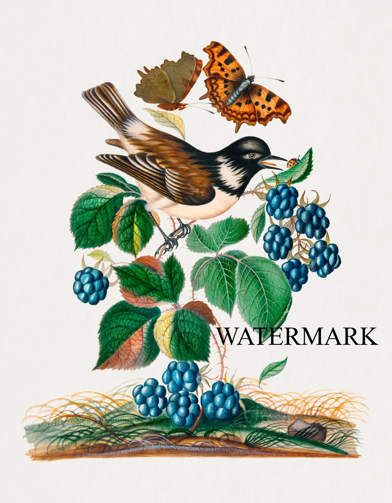 1768 James Bolton REPRO Bird White-cheeked Starling, bramble and Eurasian Comma