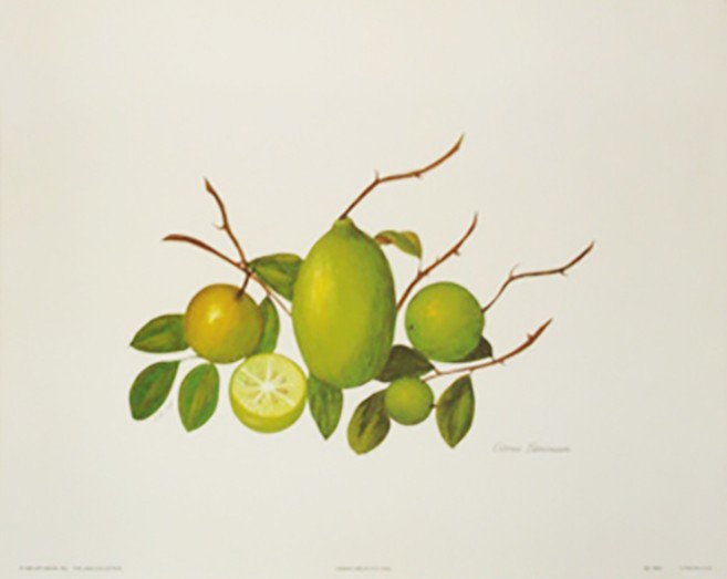 Lot of 2 Fruit Prints by E. R. Saal 11”x14″ Citrus limónum & Citrus Aurántum