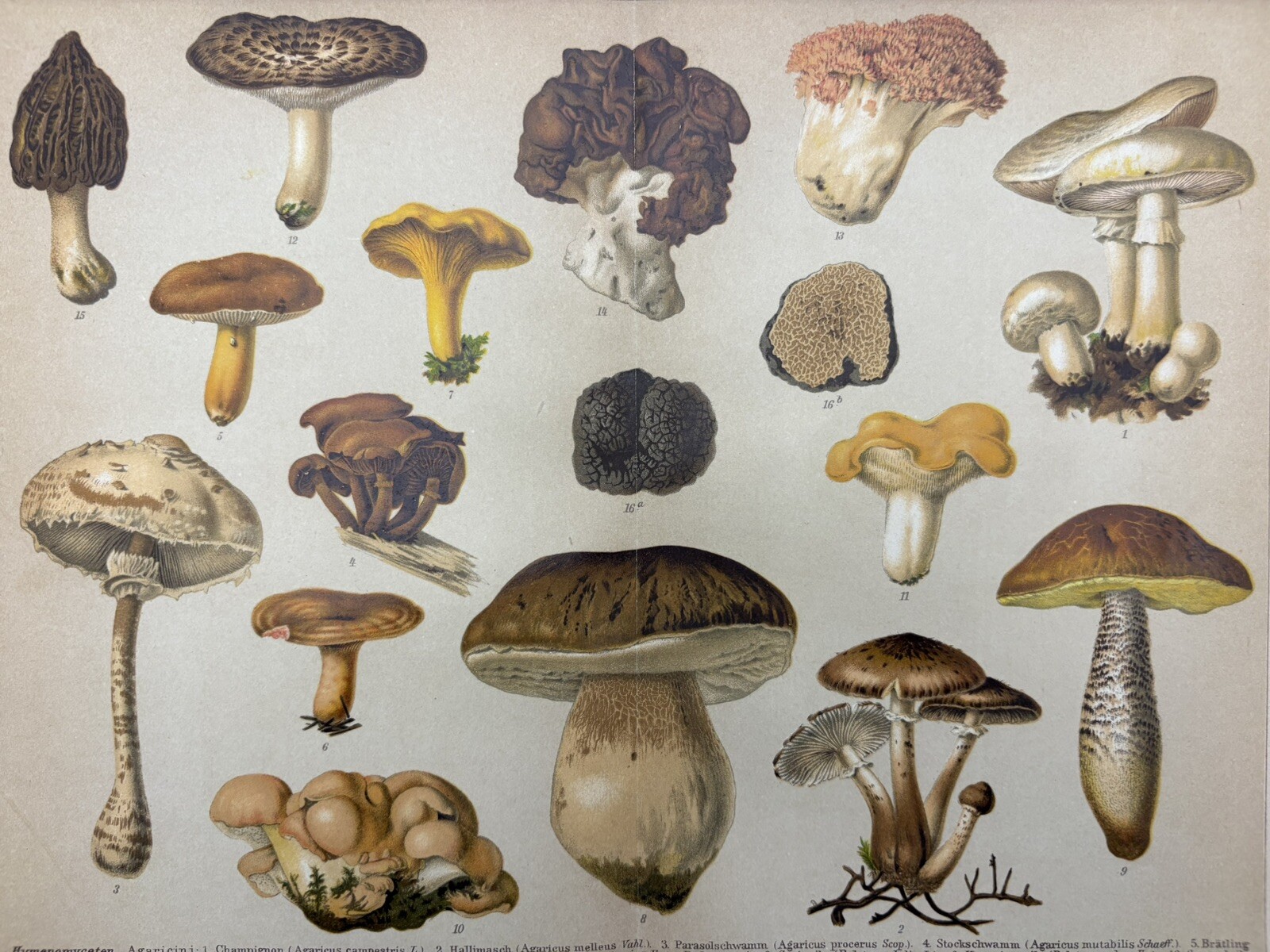 Original Graphic Flora: Mushrooms Mushrooms Chromolithograph Circa 1900