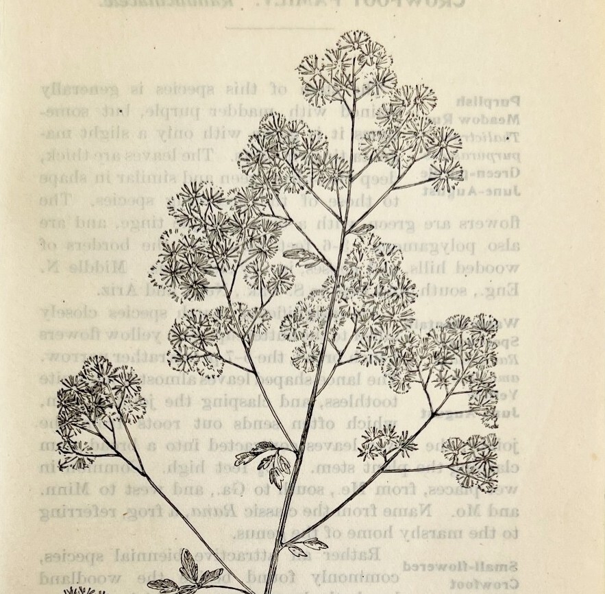 1905 Tall Meadow Rue Flower Print Pen & Ink Wildlife Antique Art 6.75 x 3.75″
