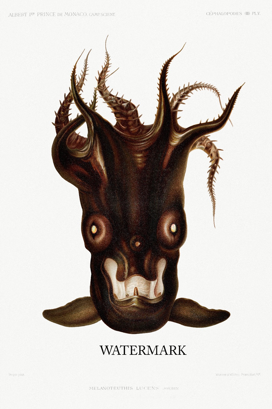 BLACK SQUID – Campagnes Scientifique 1889 Albert I of Monaco 24×36 REPRO