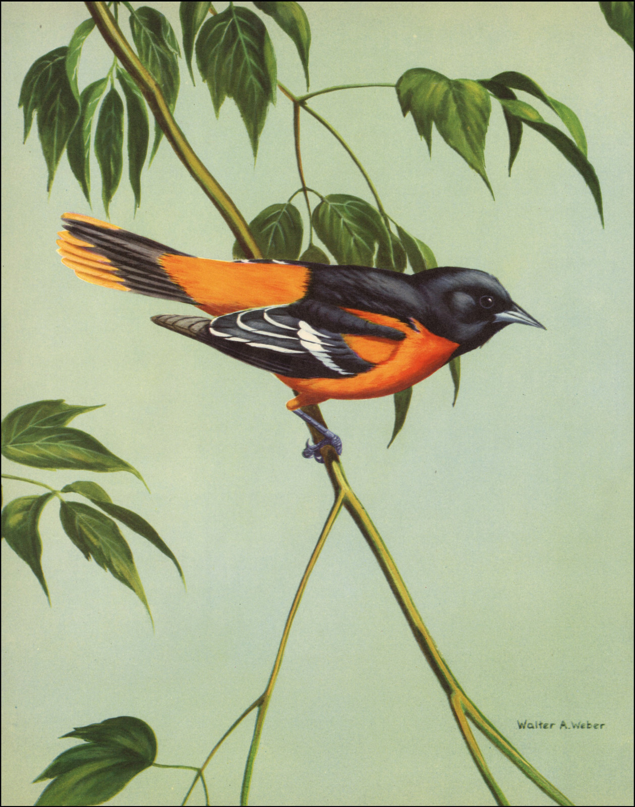1933 Vintage Print Baltimore ORIOLE Bird Tree Branch Birds Walter Alois Weber