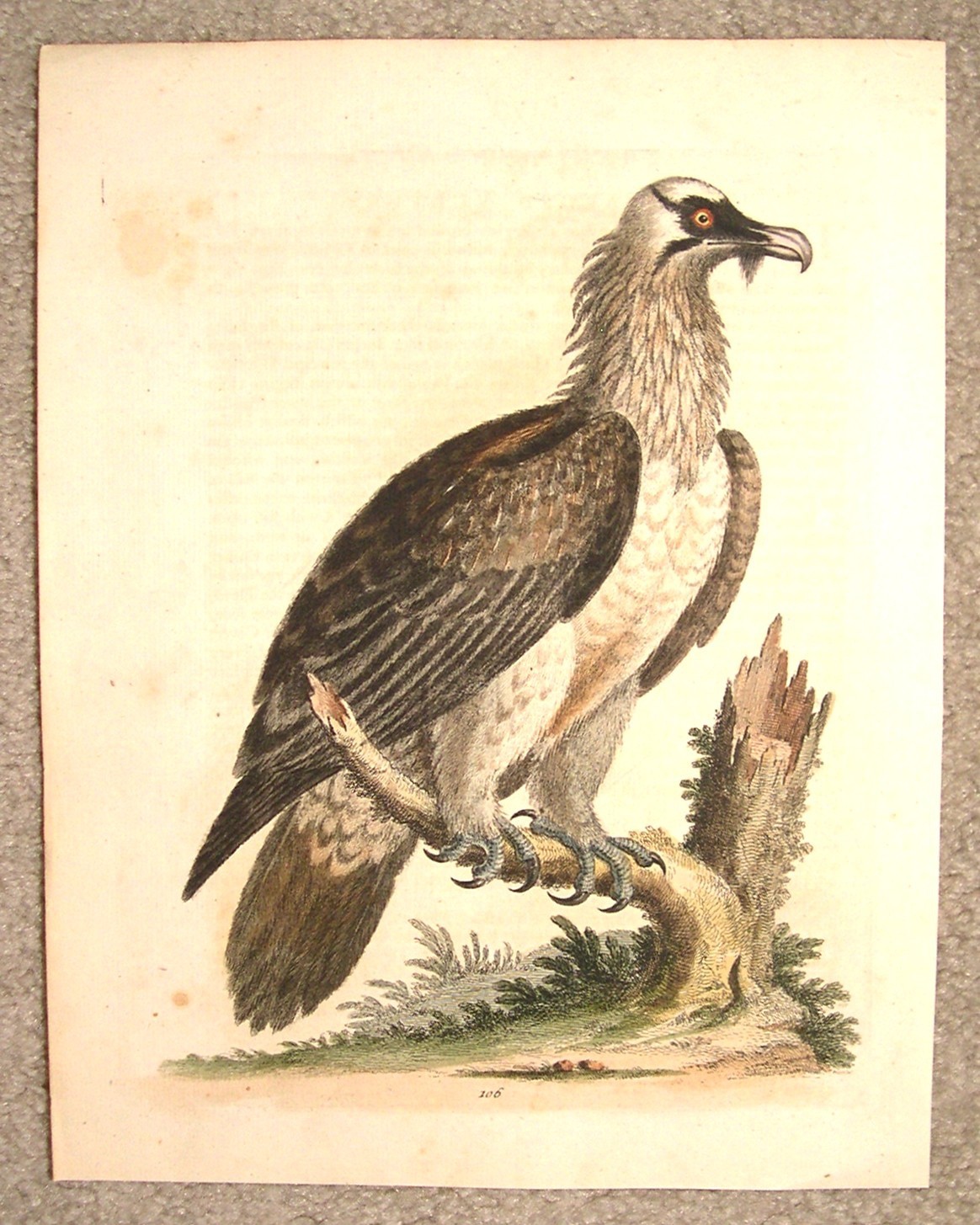 GEORGE EDWARDS ORIGINAL HAND COLORED BIRD ETCHING: PLATE 106: LONDON, circa 1750