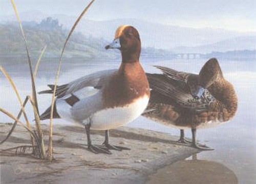 Daniel Smith Wildfowl and Wetlands Trust – Wigeon 1991 UK Conservation w/Stamps