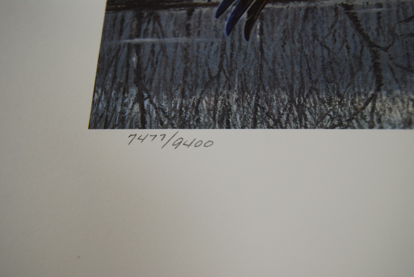 1984 Texas Waterfowl Duck Stamp Print and Stamp Signed by David Maass 7477/9400