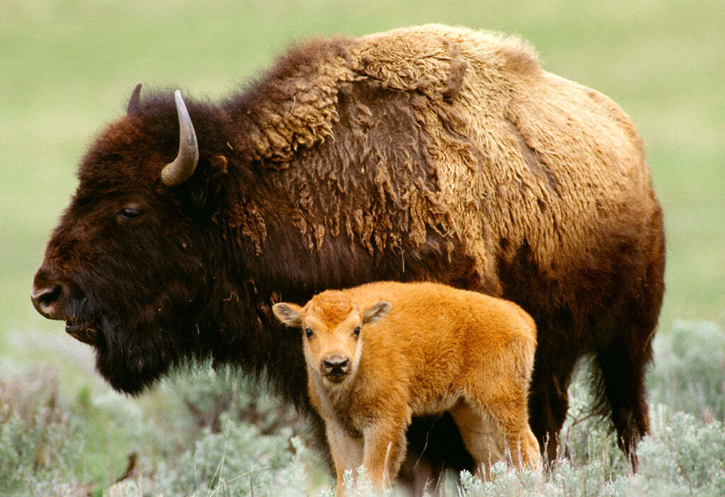 Bison, Yellowstone National Park, Wyoming Art Wolfe Print Wildlife Poster 11×14