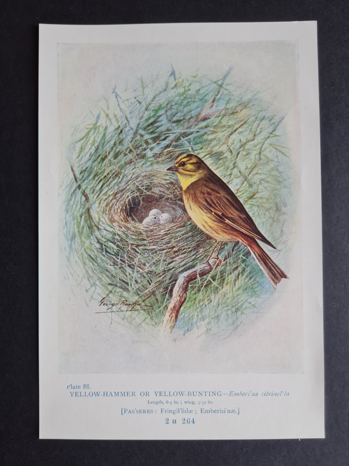 Antique 1910 print – Yellow Hammer or Bunting – Birds – Ornithology – G. Rankin