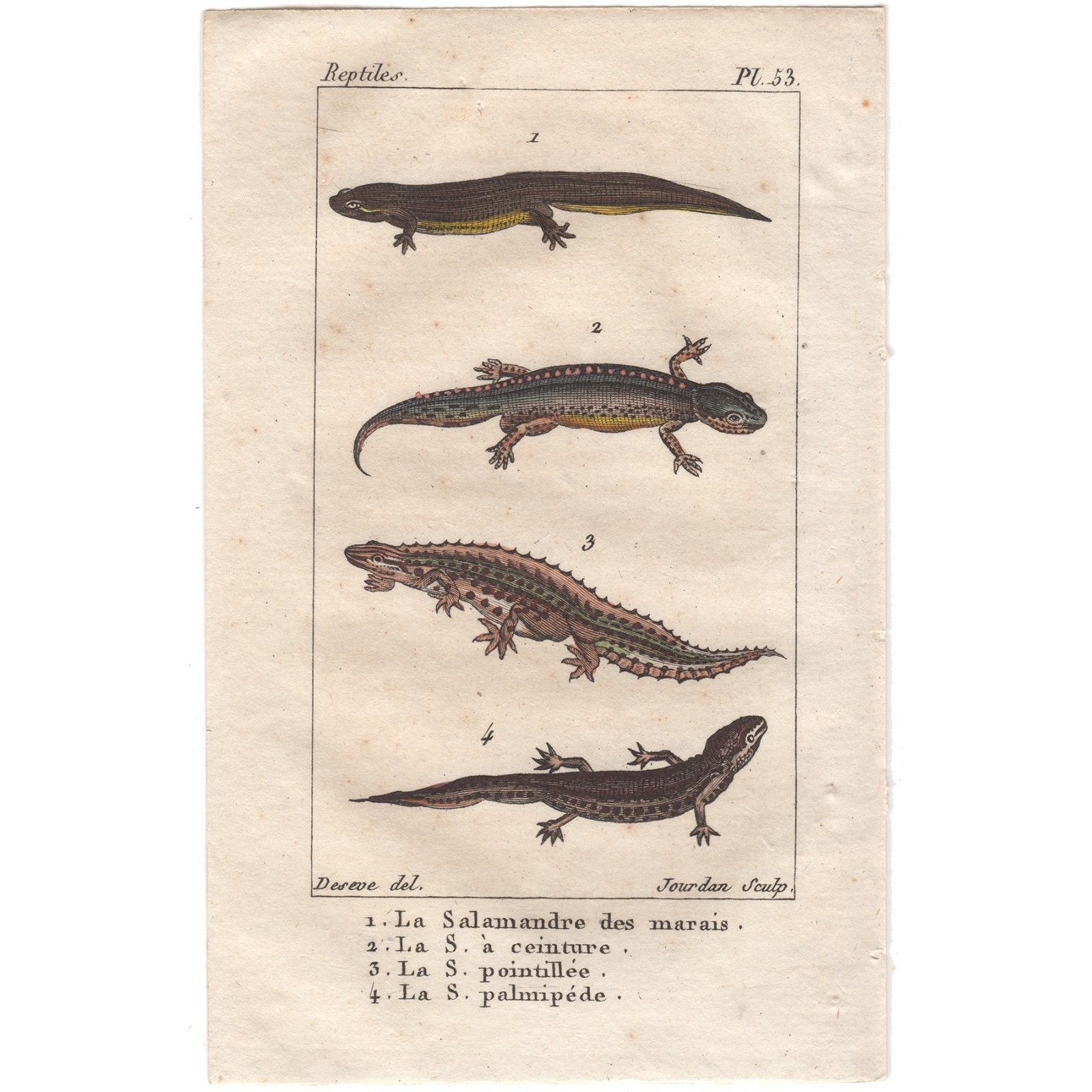 Rare antique 1826 Buffon Histoire Naturelle Amphibian engraving 53 Salamander