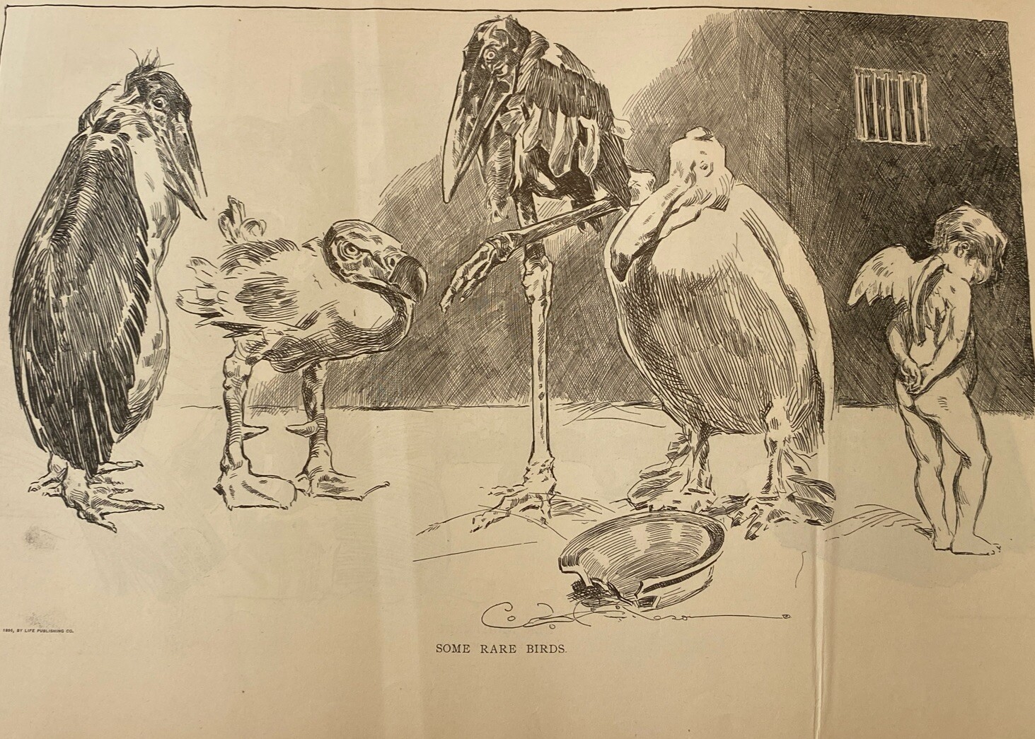 1907 Antique Art Print SOME RARE BIRDS Cherub Angel Charles Dana Gibson Girls