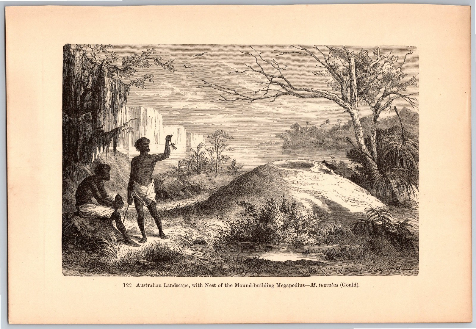 1882 Antique Print Engraving on Wood – Australian Landscape, Nest of Megapodius