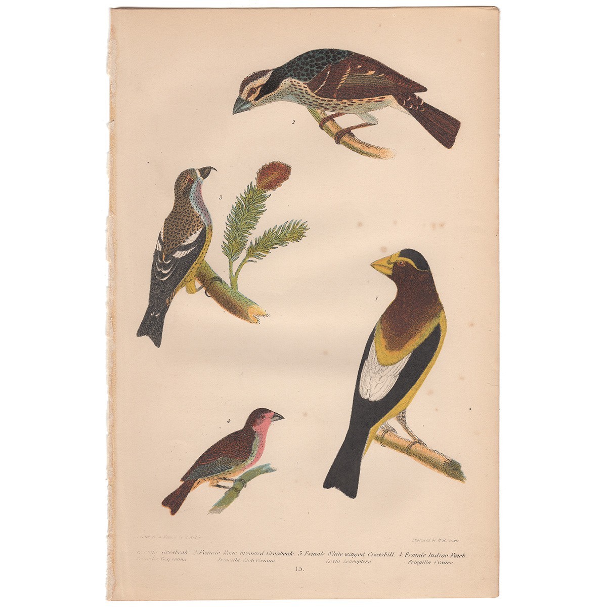 Wilson 1876 antique bird print hand-colored engraving 15 Evening Grosbeak