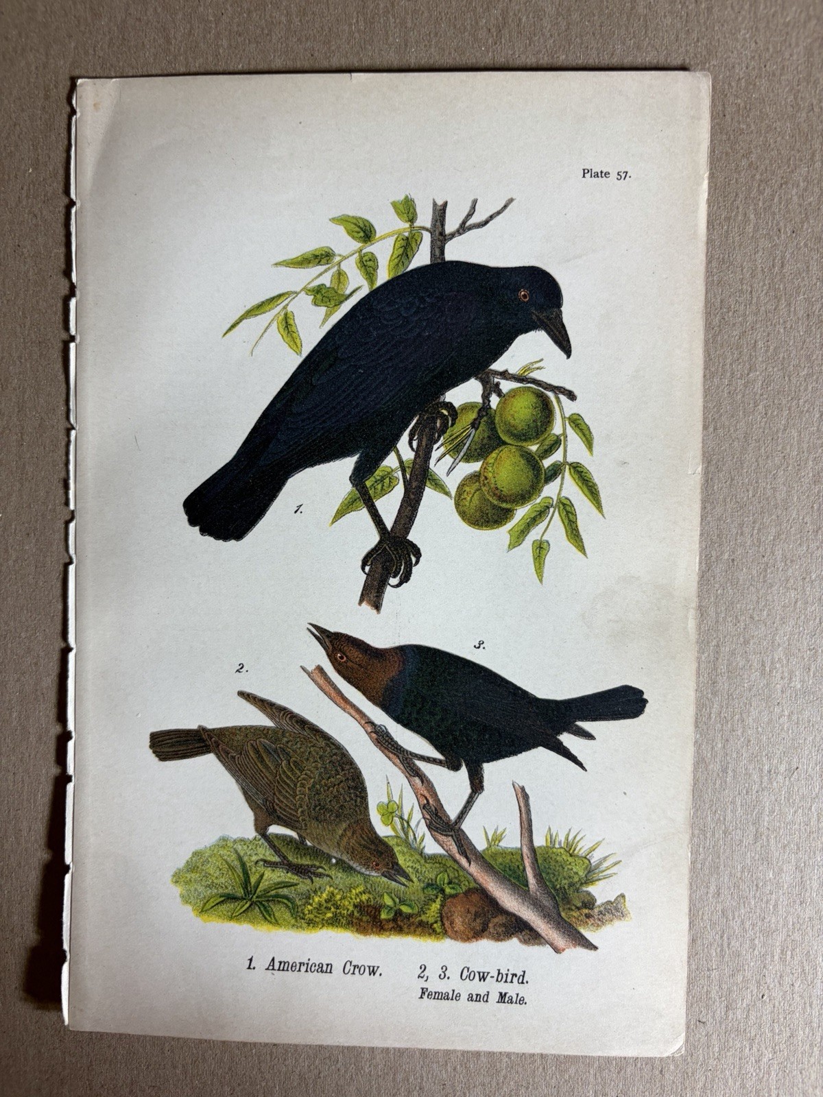 Birds Of Pennsylvania Antique Print 9×6 In- Crow And Cow Bird- 1890 Authentic
