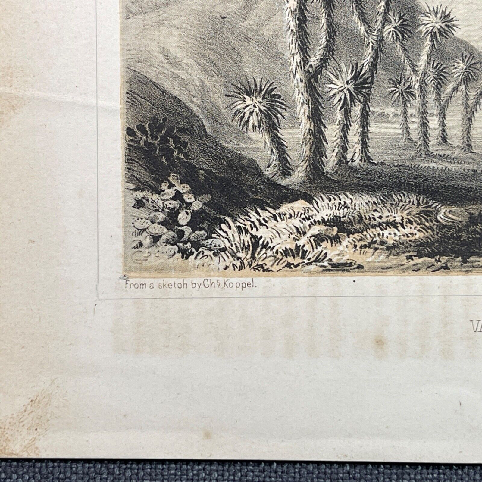 Antique Lithograph Print 1850s USPRR Survey and Expedition California Plate XI