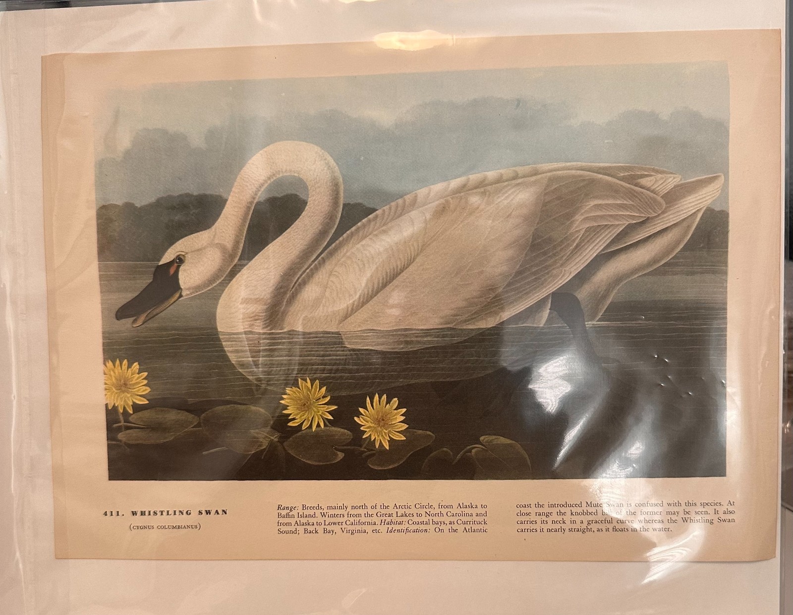 Audubon Whistling Swan Bird Print Vintage Natural History Book Plate