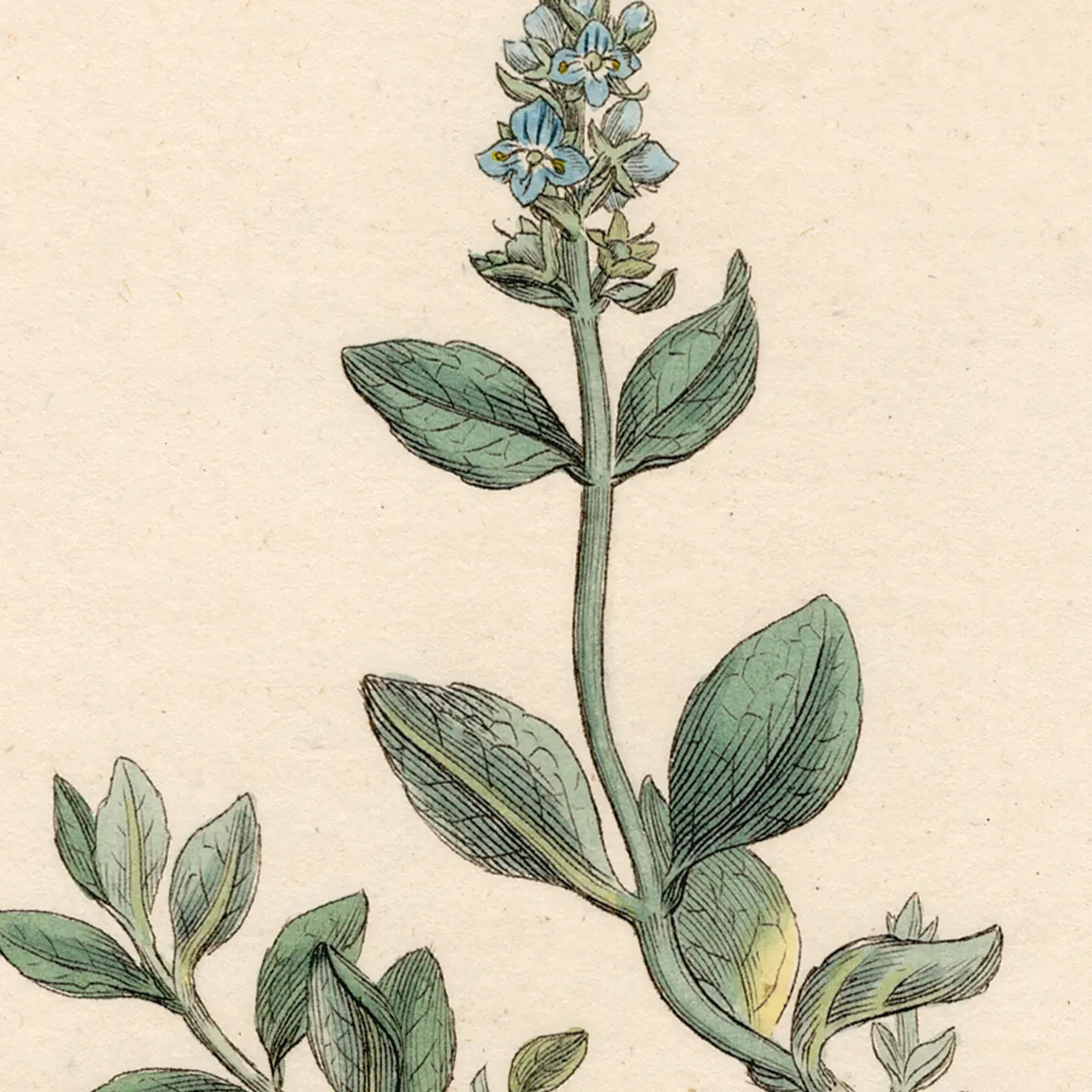 Antique 1798 Sowerby English Botany hand-colored engraving 484 Alpine Speedwell