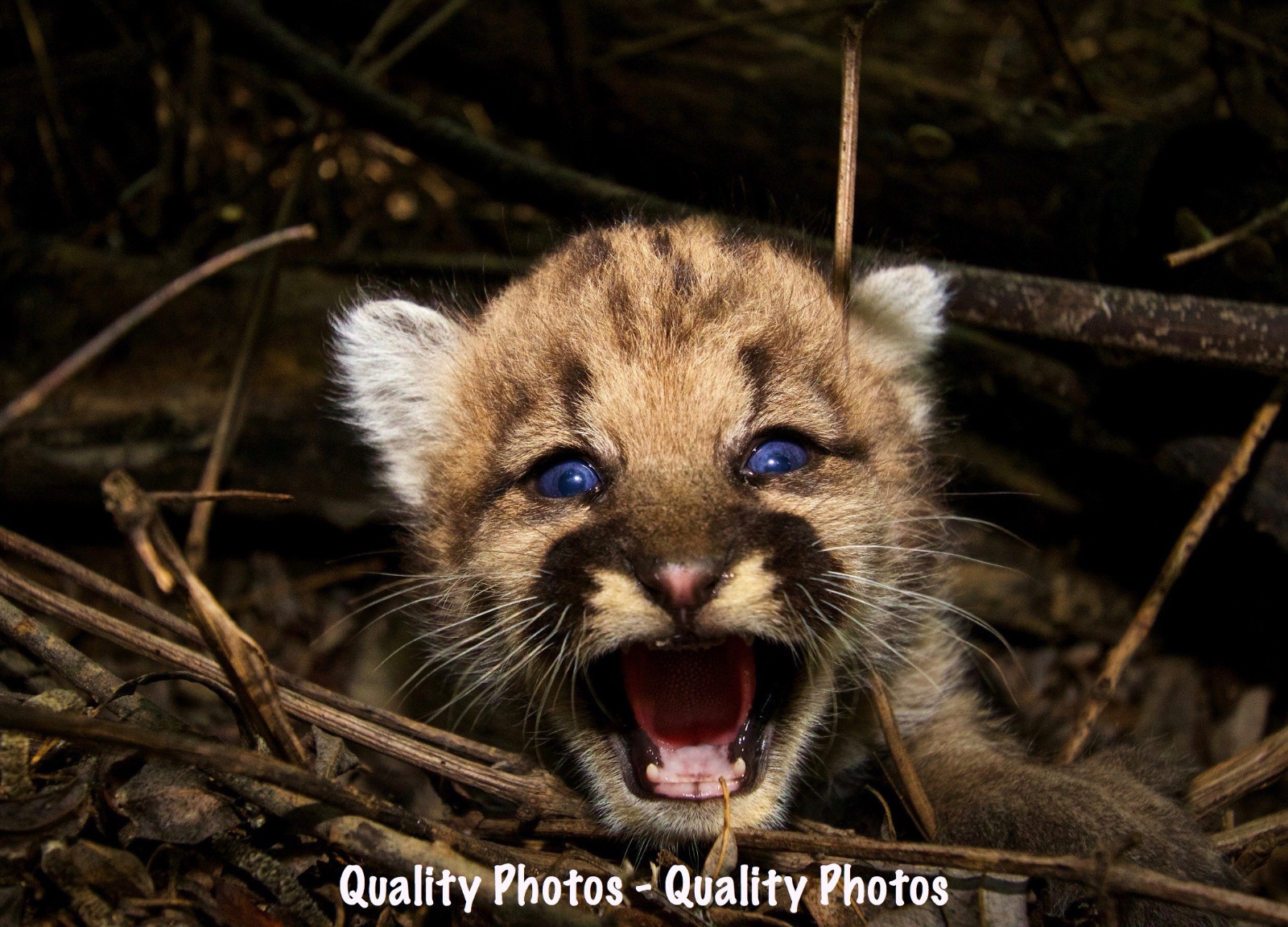Mountain Lion Cub 8.5×11″ Photo Print, Bright Eyes Baby Cougar Puma Kitten Cat