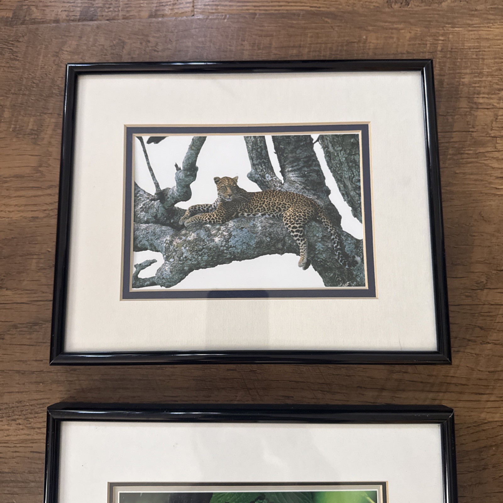 Set 3 Wildlife 8.5” X 10.5” Matted & Framed Artist Thomas Mangelsen