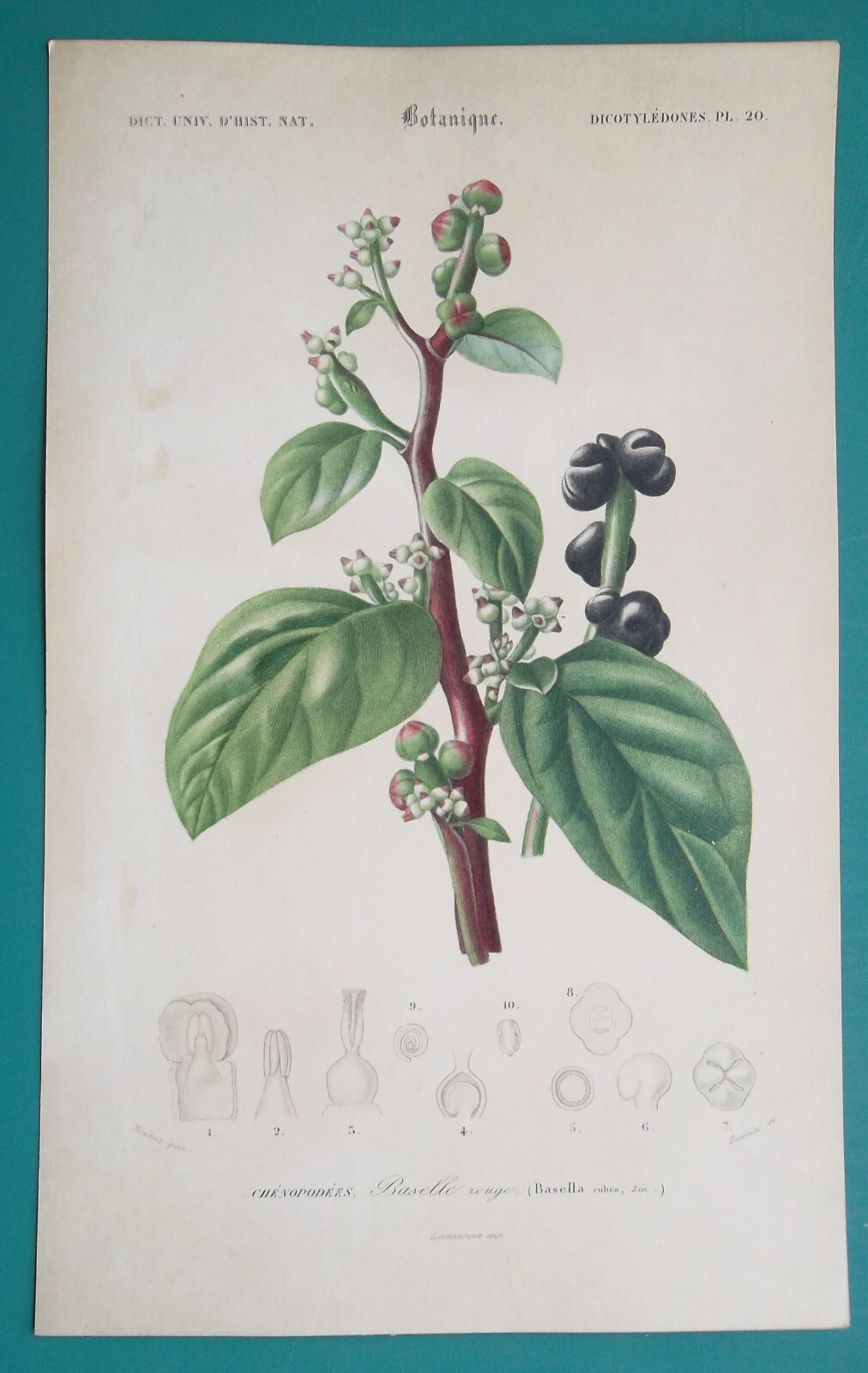 MALABAR NIGHT-SHADE Plant Basella Rubra Flora – 1849 COLOR Botanical Print