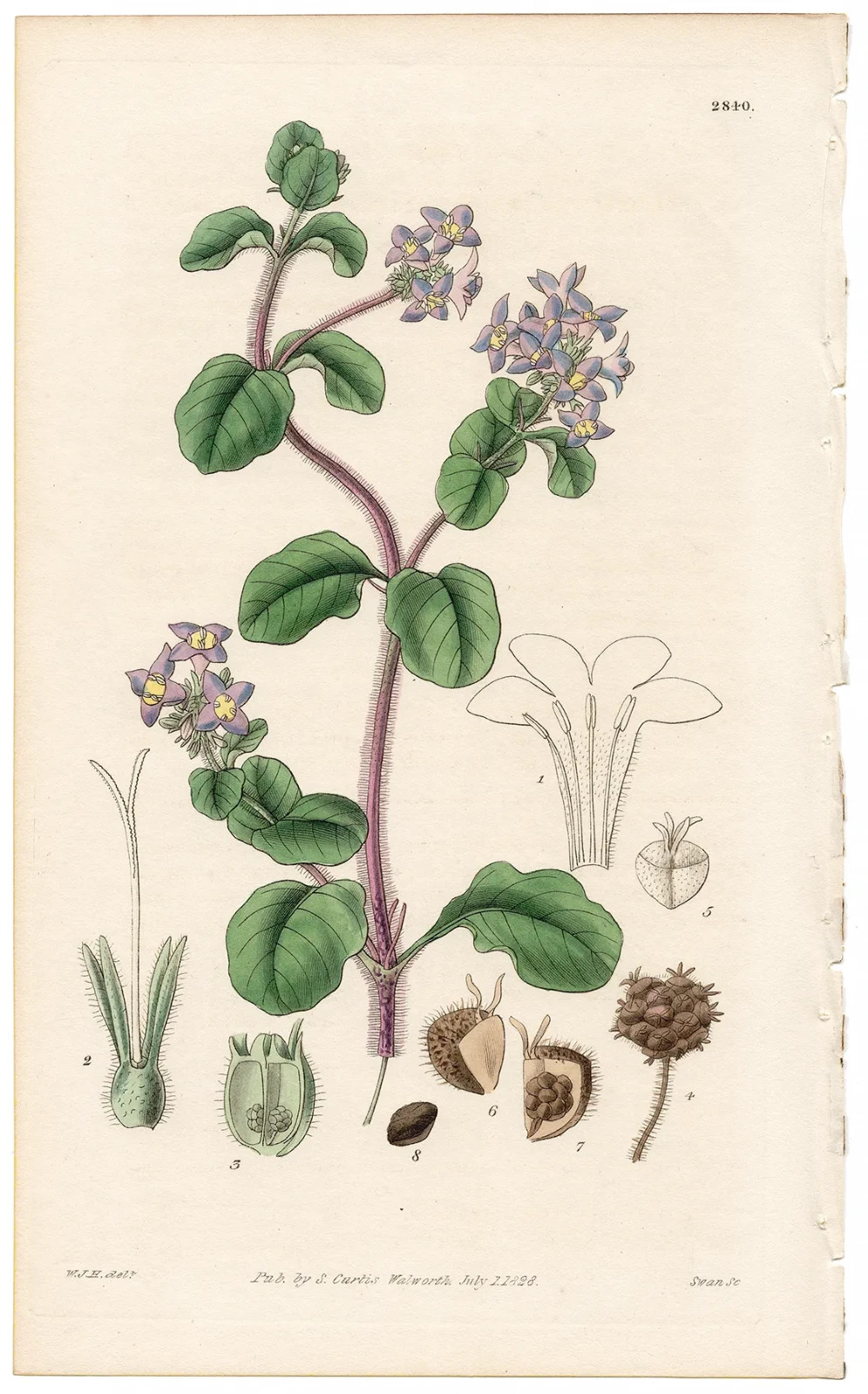 Curtis Botanical Magazine 1827 antique hand-colored engraving 2840 Hedyotis